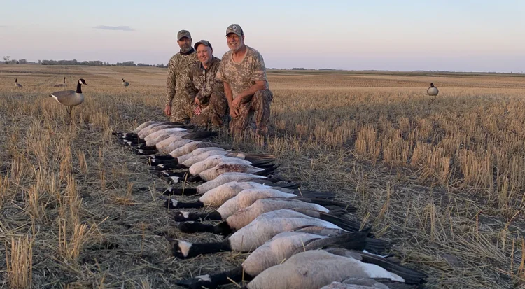 Two hunters kneeling behind a line of early season Canada geese in golden stubble