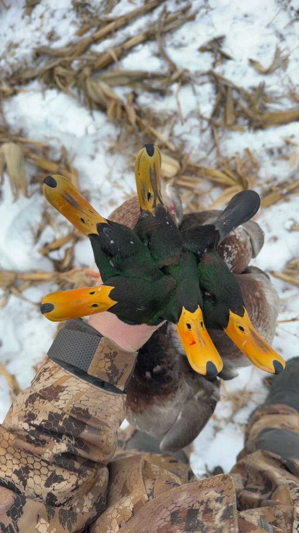 Handful of drake mallards