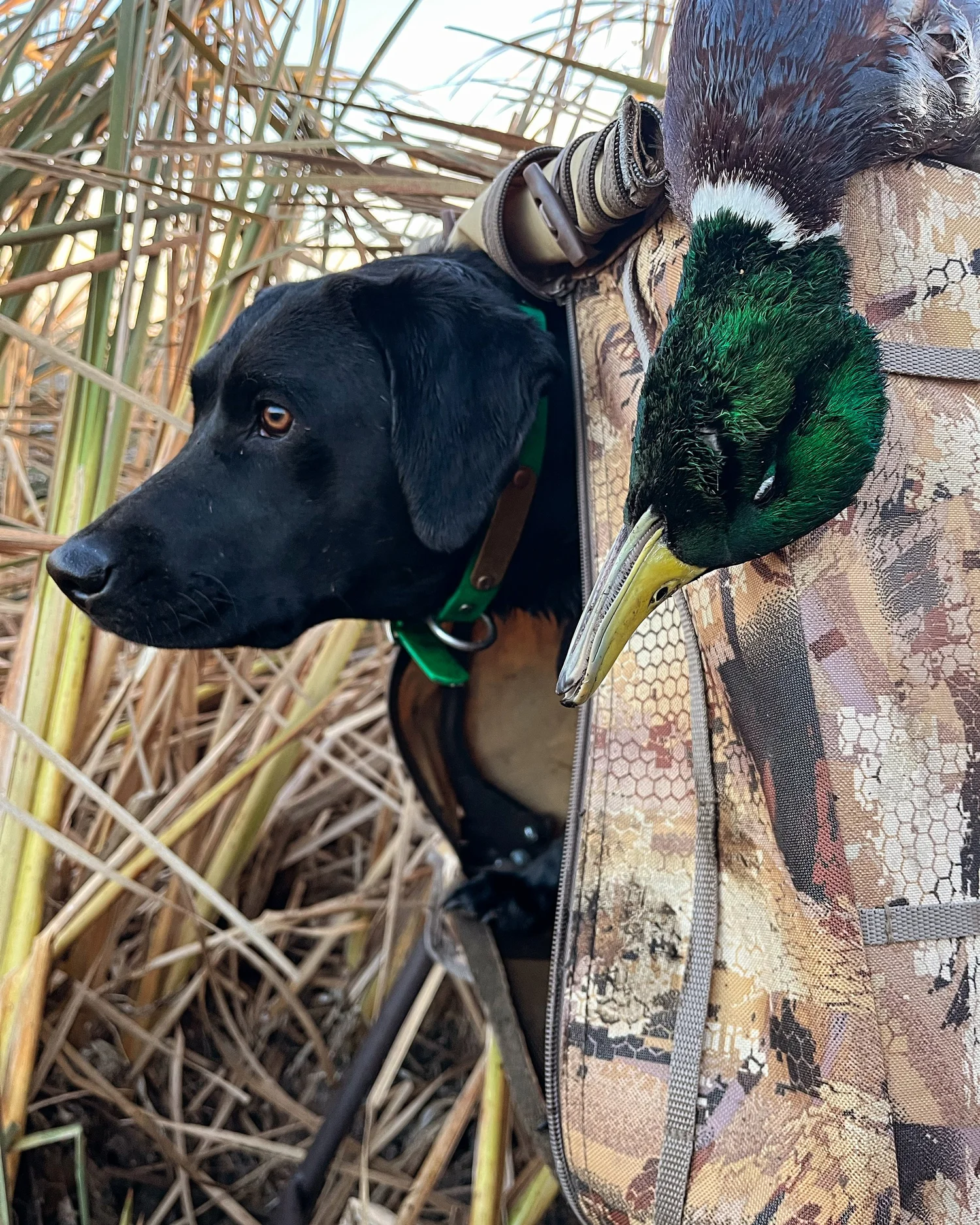 Retriever delivering a drake mallard to hand