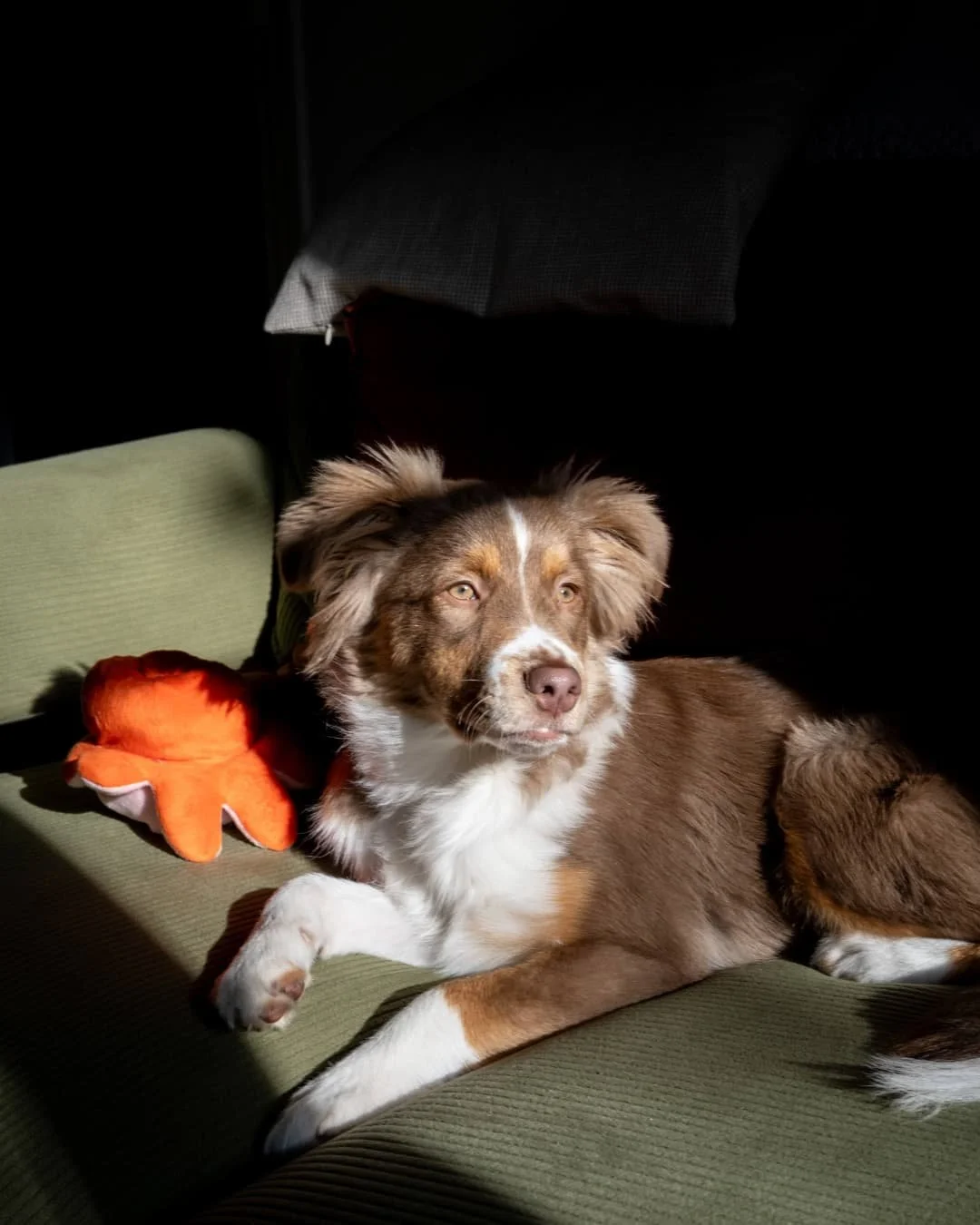 Meet Maya 🐕🐶🐾
Our new mini American Shepherd puppy! 🥰

&quot;A semana inteira, fiquei esperando,
Pra te ver Mamaya, pra te ver jogando
Quando a gente ama, n&atilde;o mede esfor&ccedil;o
Pra te ver jogar, te ver jogar, te ver jogar!&quot; 🐶🐾⚪⚫