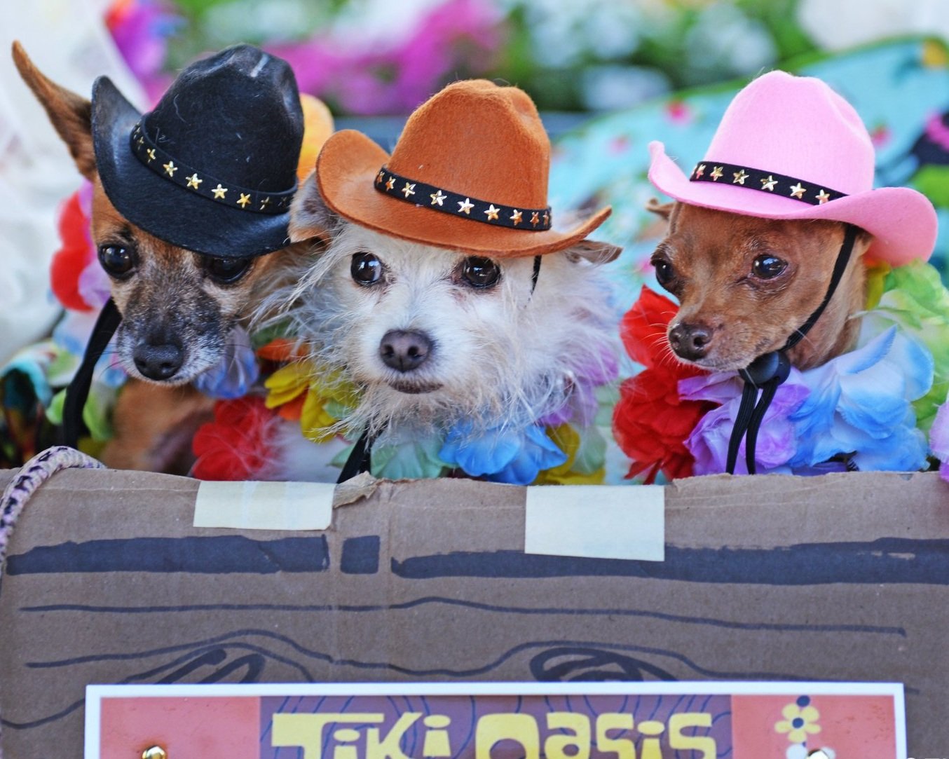 3cowboypooch.jpg