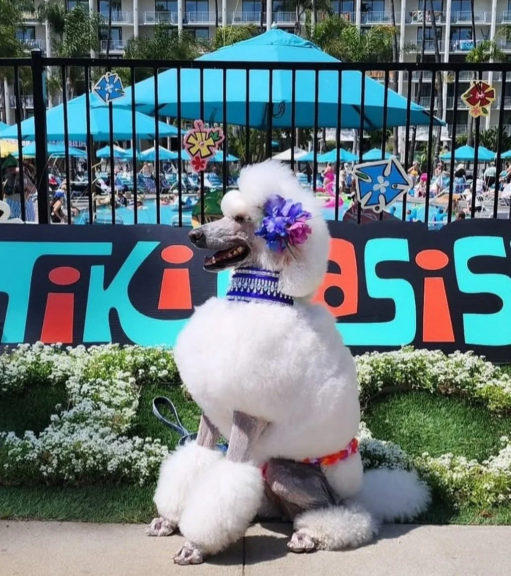 We are still recovering from Tiki Oasis and have many photos and stories to tell - meanwhile here is a fun photo from our 2025 event! 

My name is Rarity  photo credit @evenstarpoodles 

Check out @poochparadephotos for more Tiki Oasis Dogs