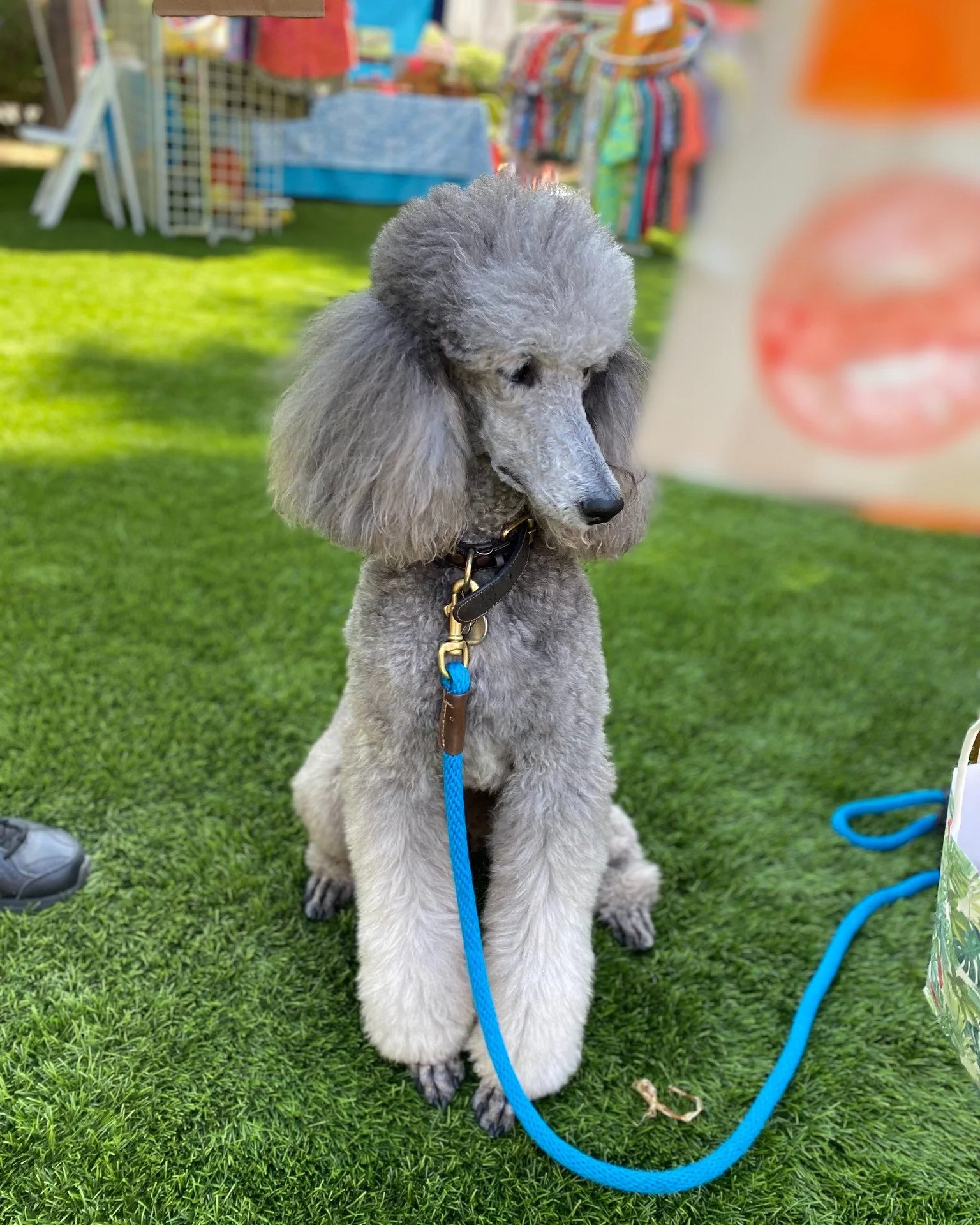 Arizona Tiki Oasis (April 16th-19th) and San Diego (August 5th-9th) are totally Pooch Friendly events and hotel grounds!

We wuv pups so much we host a pooch parade every year at BOTH events!

Tickets and Seminar Tix are currently on sale for our Ari