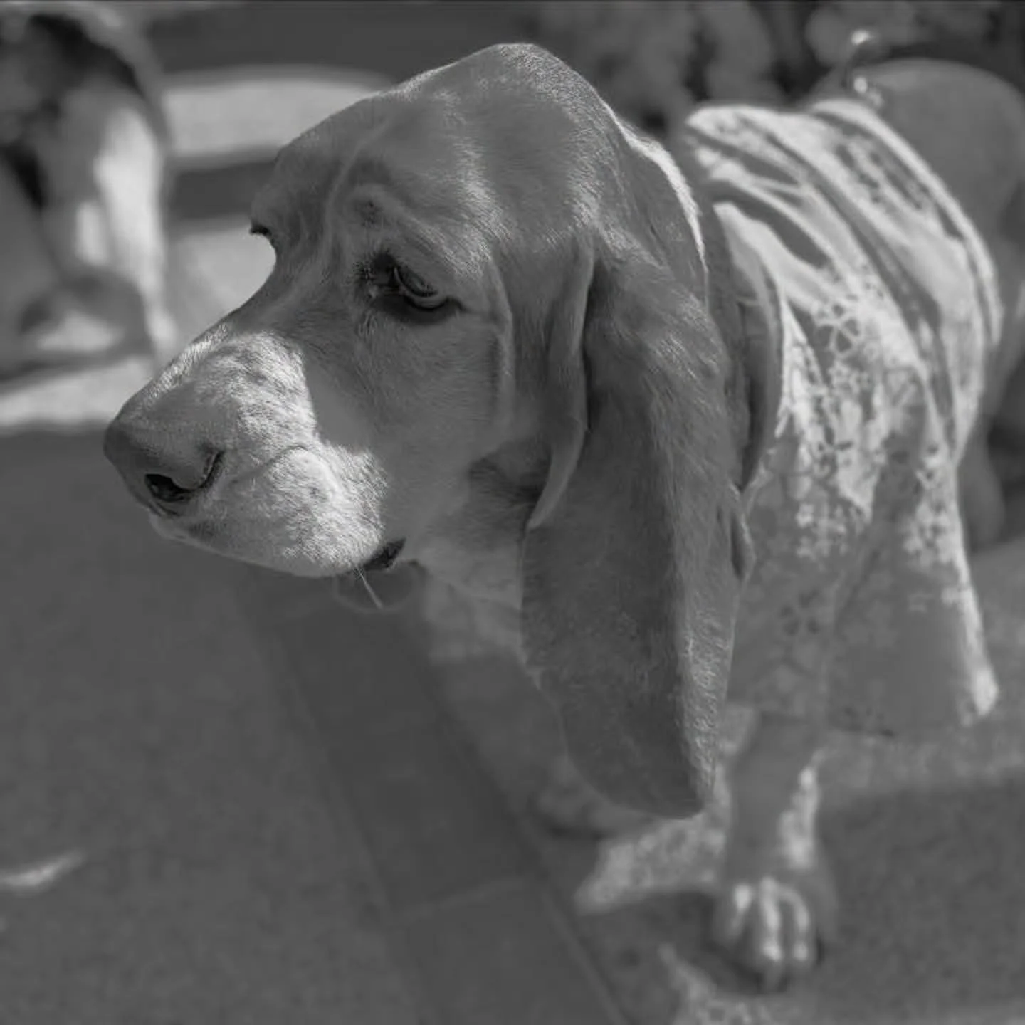 The Pooch Parade TODAY at 11am. 

Come on out and see all the cute dogs in their finest aloha wear. 

Sponsored by VCA Hospital @vcaareca 

#poochparade #tikioasisdogs #dogsinhawaiianshirts #aztikioasis