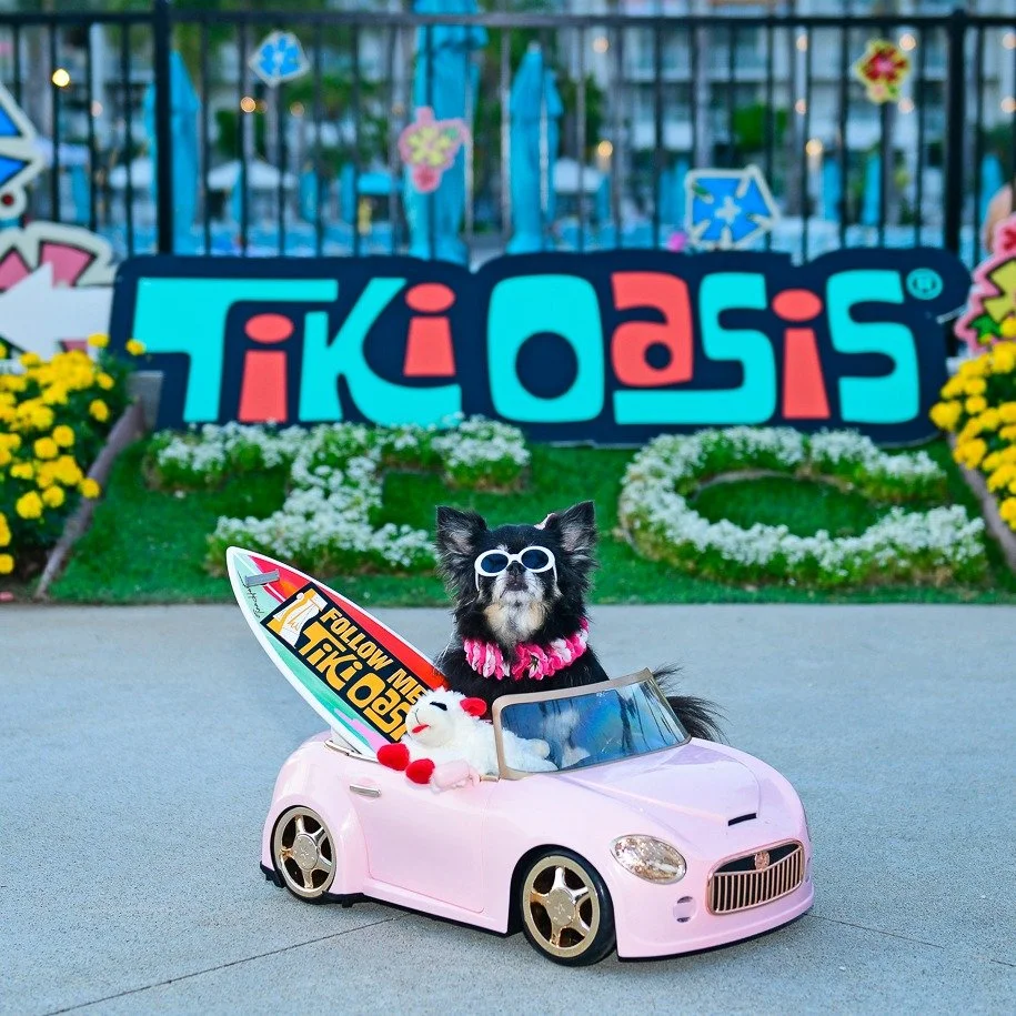 Strike a Pose! Did you know all our Tiki Oasis hotels are Pooch Friendly? We even host our annual "pooch parade" on the Sunday!!
Is it Tiki Oasis time yet? 
Ticket available - join us August 6th-9th!! 
Photos by : Tim Hardy Photography / @m