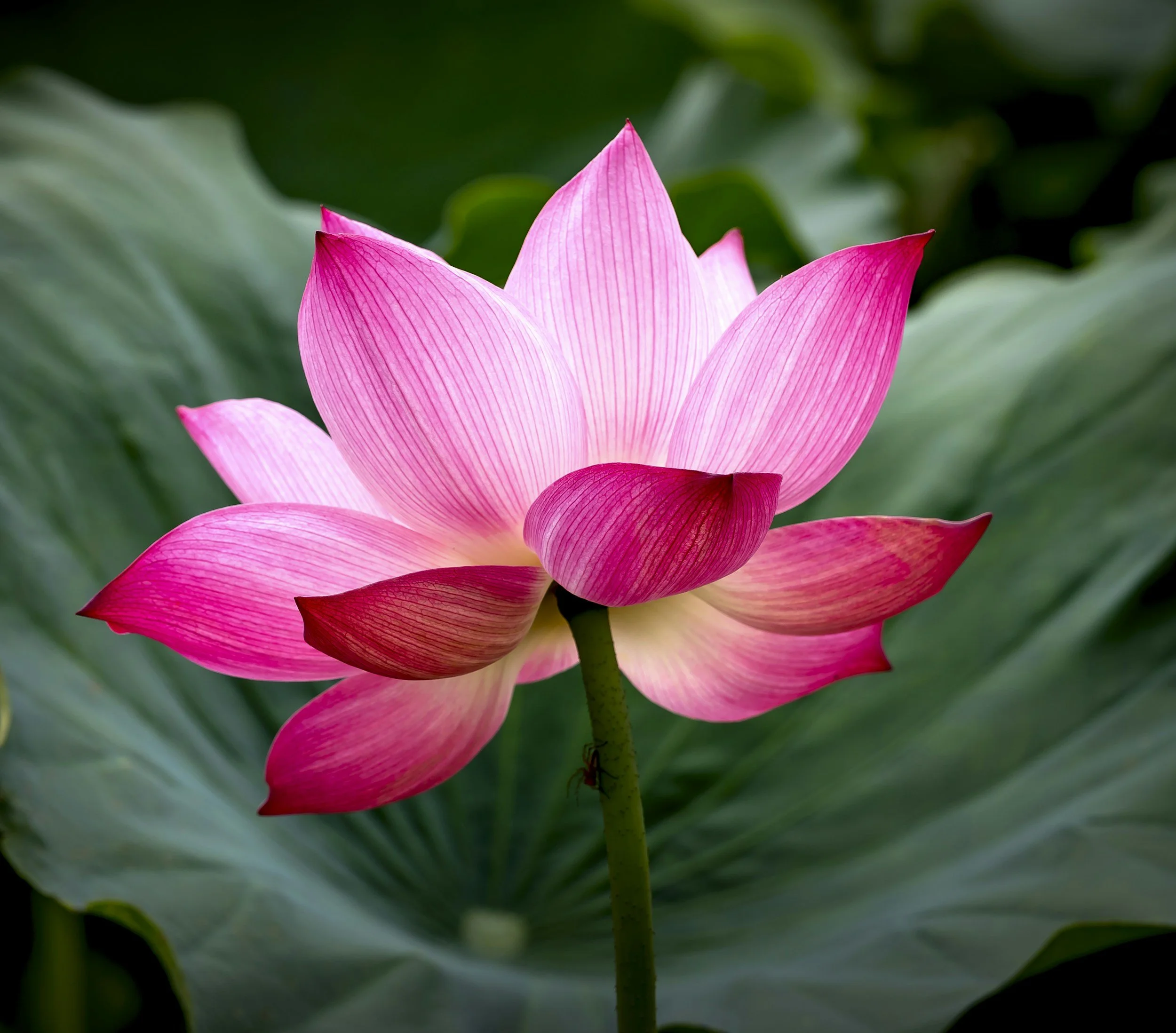 unsplash-image-BRN1gxuj-Xs.jpg
