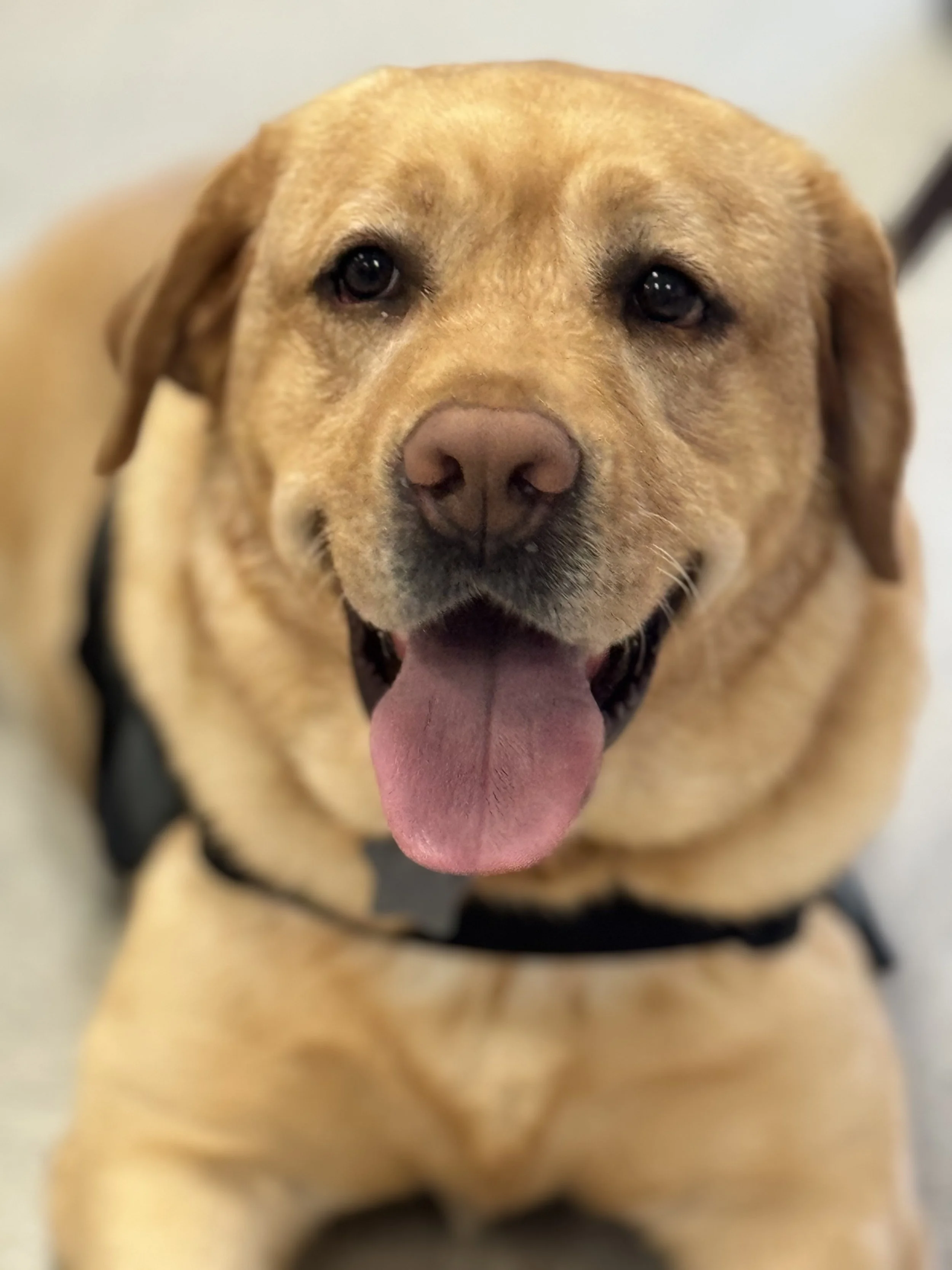 Yellow Labrador dog named "Pria" donated to Police Department by foundation