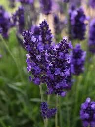 Blue Lavender Tea