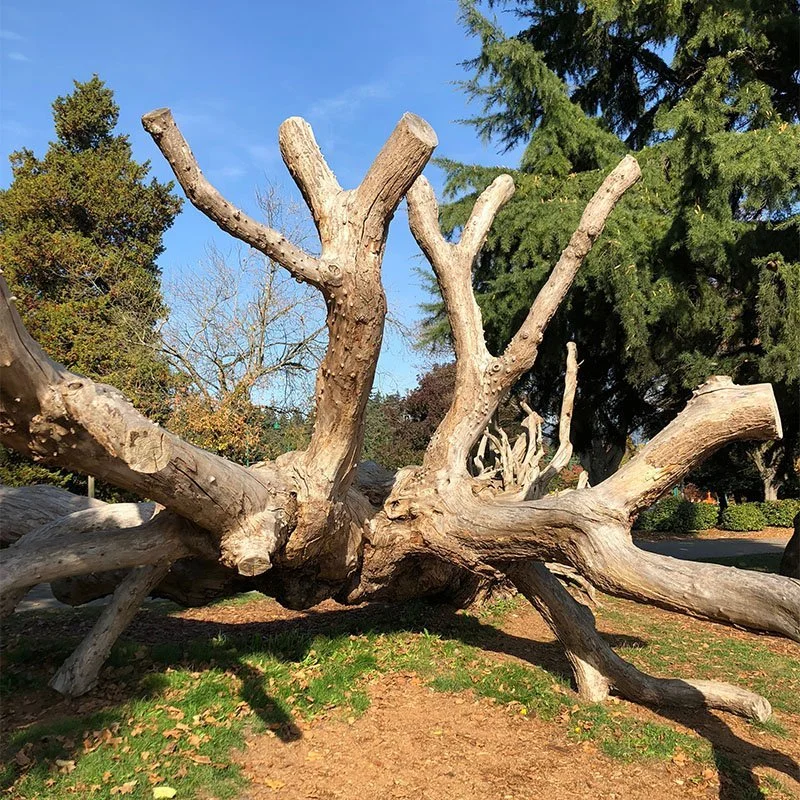 Sweet Physique | Weight Management