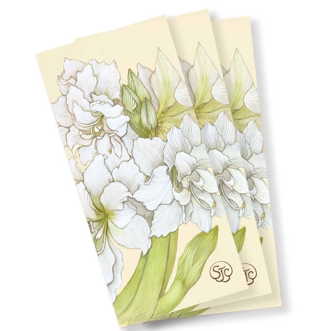 White Amaryllis Notecard | Bookmark