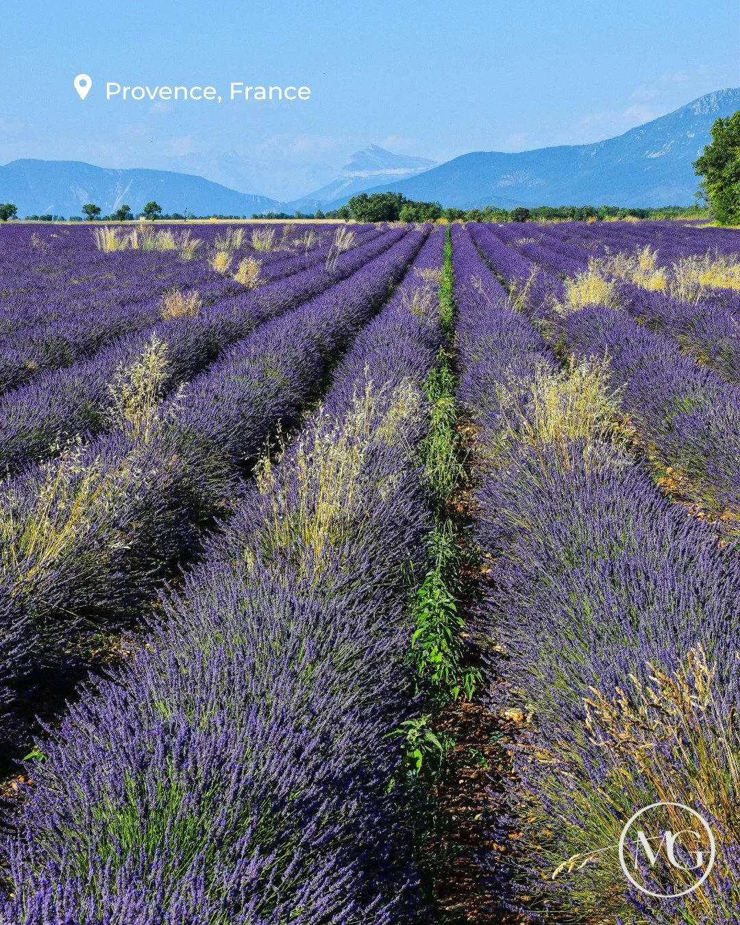 Spring might just be the most beautiful season to travel. 🌸
 
From lavender fields in Provence to endless tulips coloring the Dutch countryside, and the iconic Chelsea Flower Show in London (on my personal bucket list!)... There&rsquo;s something ma