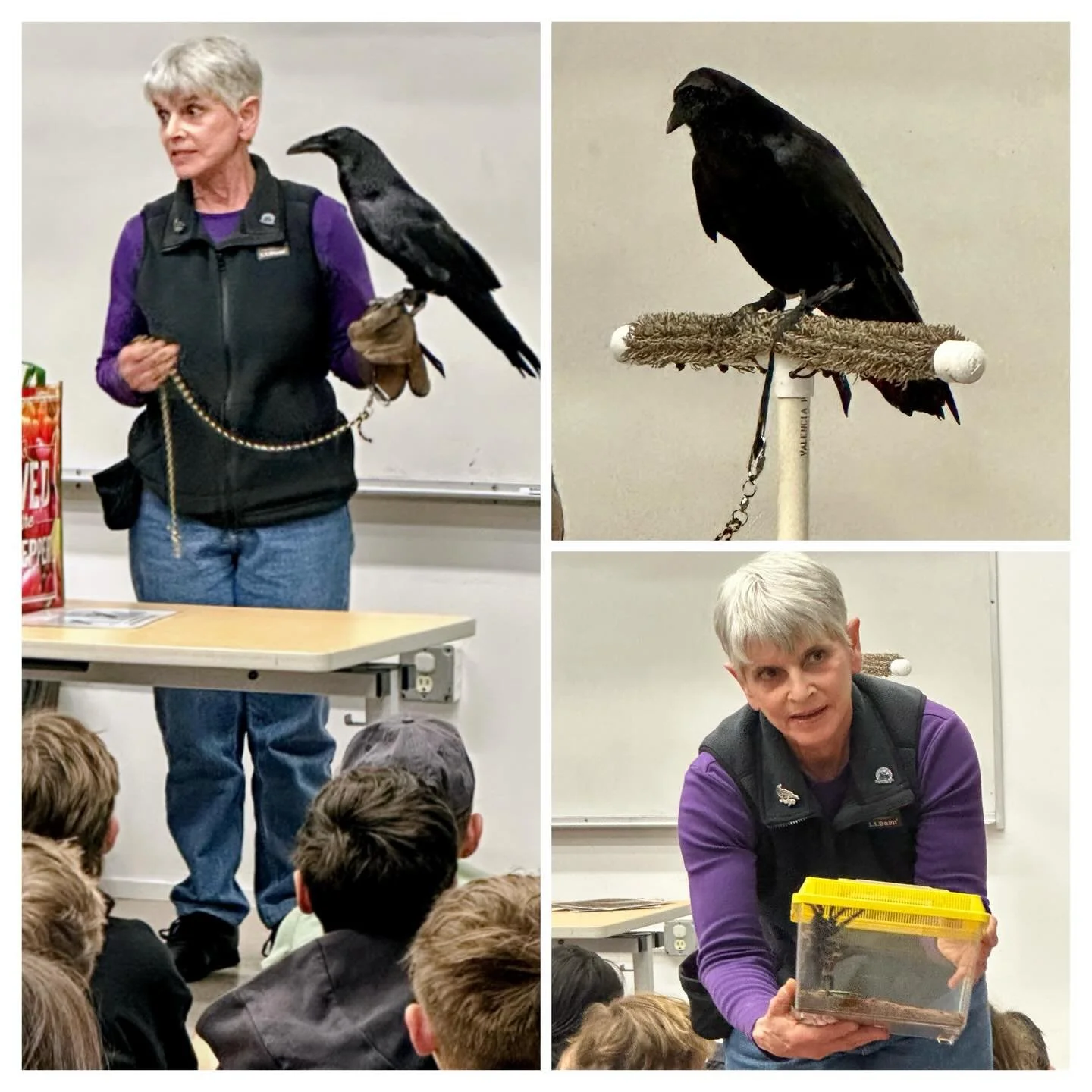 Earth Week assemblies continued today with a visit from Pacific Wildlife Care! Students enjoyed getting to know more about the amazing work this organization does &amp; were introduced to a raven and a tarantula! Thank you Claudia for educating us th