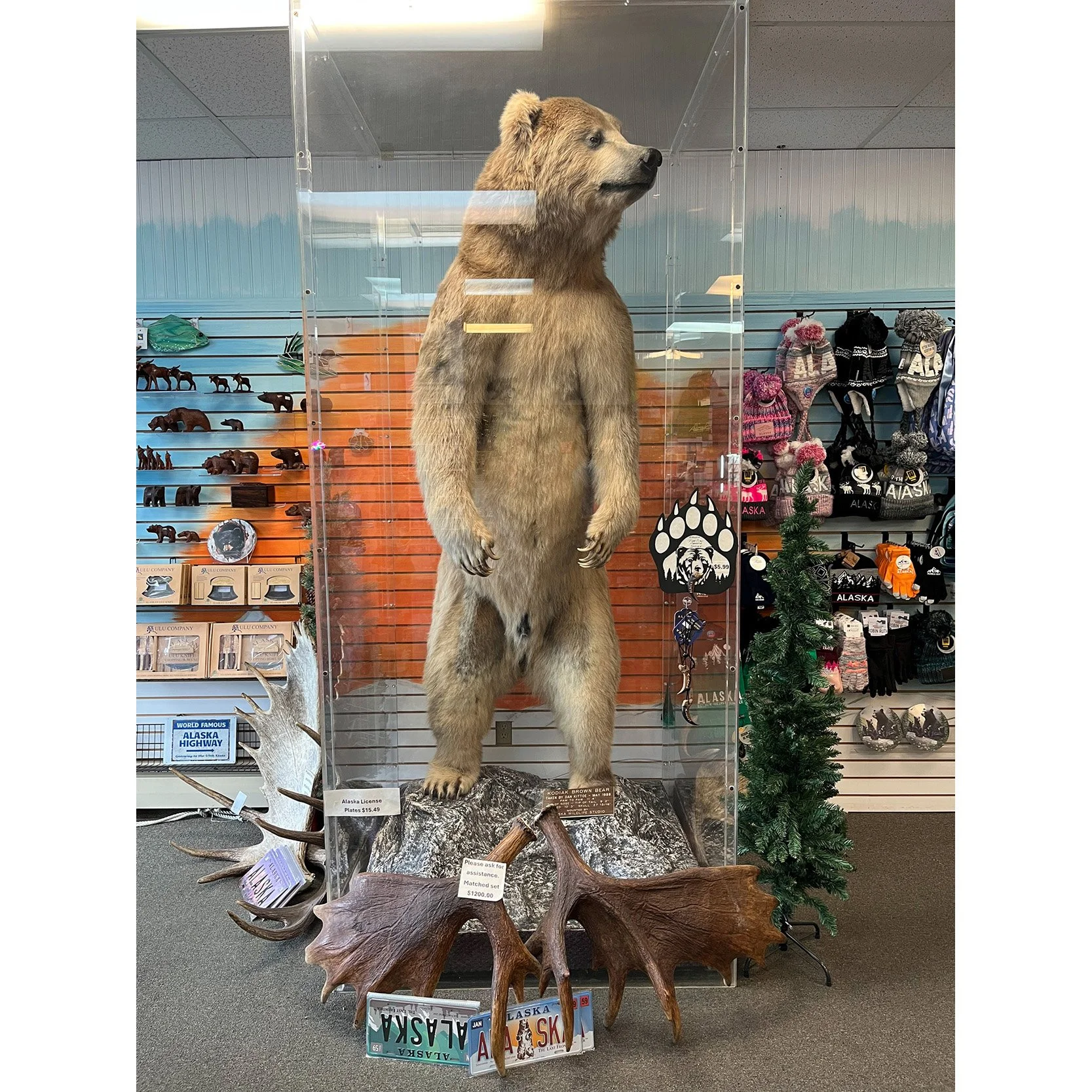 A main point of interest in downtown Seward is this Kodiak Brown Bear taken in 1988. It stands 9' 2" tall and with arms extended 11' 4".