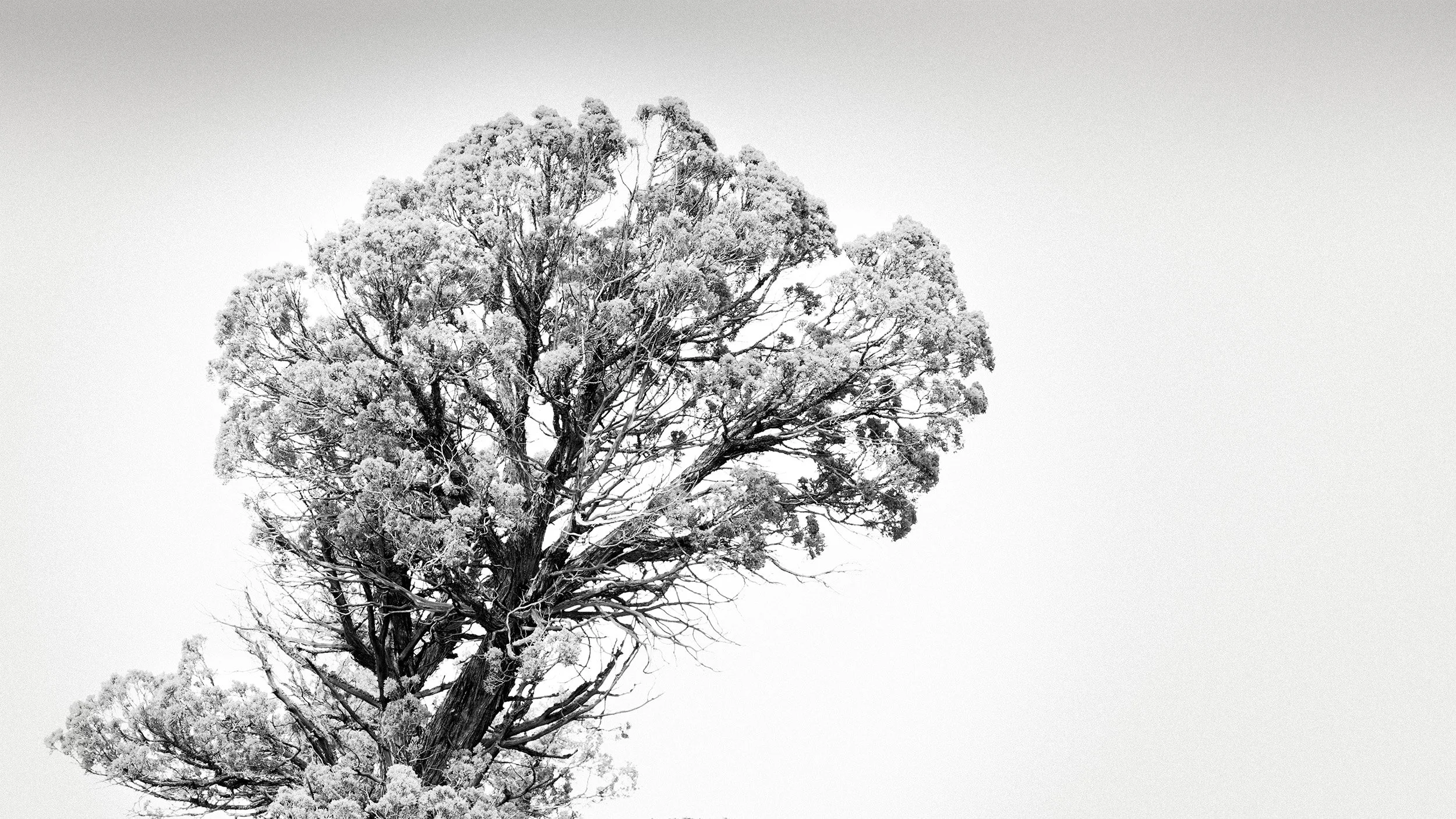 High Desert Junipers