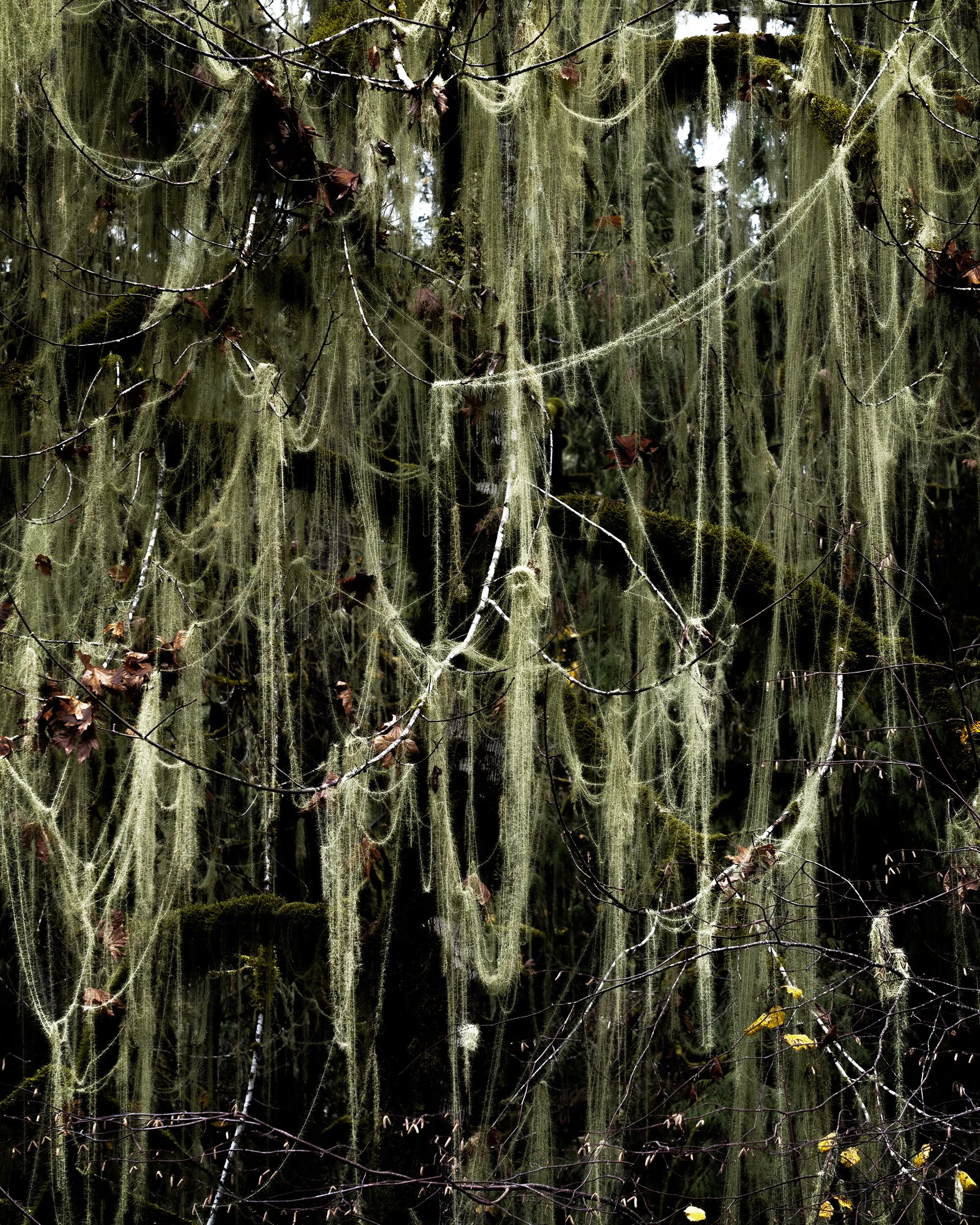 Dripping_Moss_Molalla_2_Website.jpg
