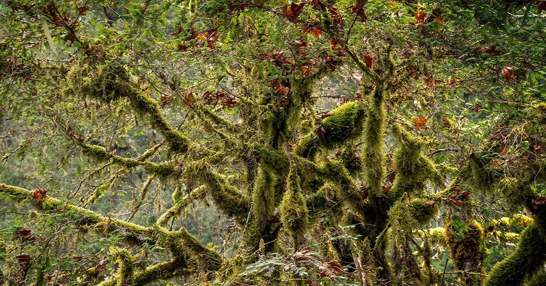 Molalla River, Oregon