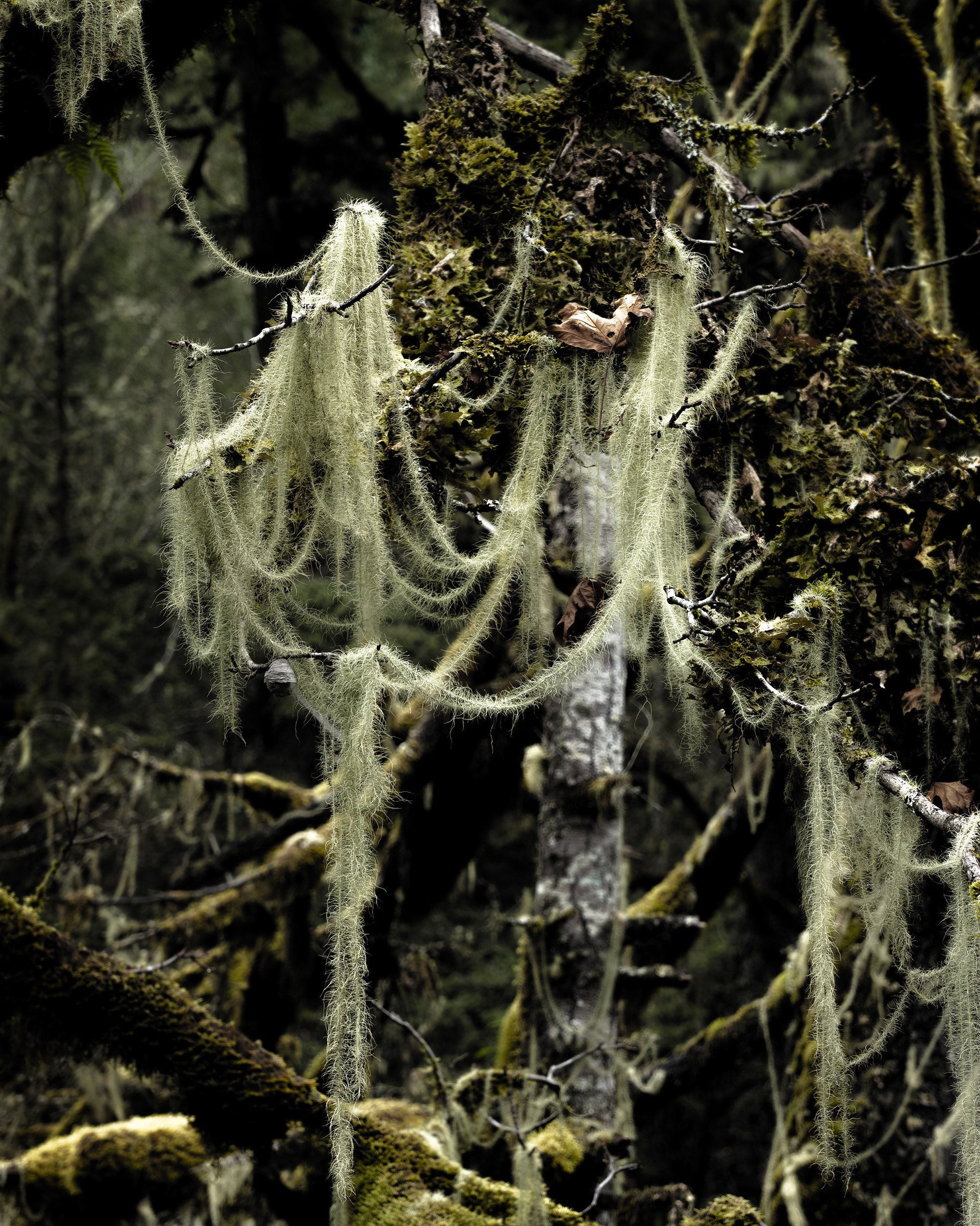 Molalla River, Oregon