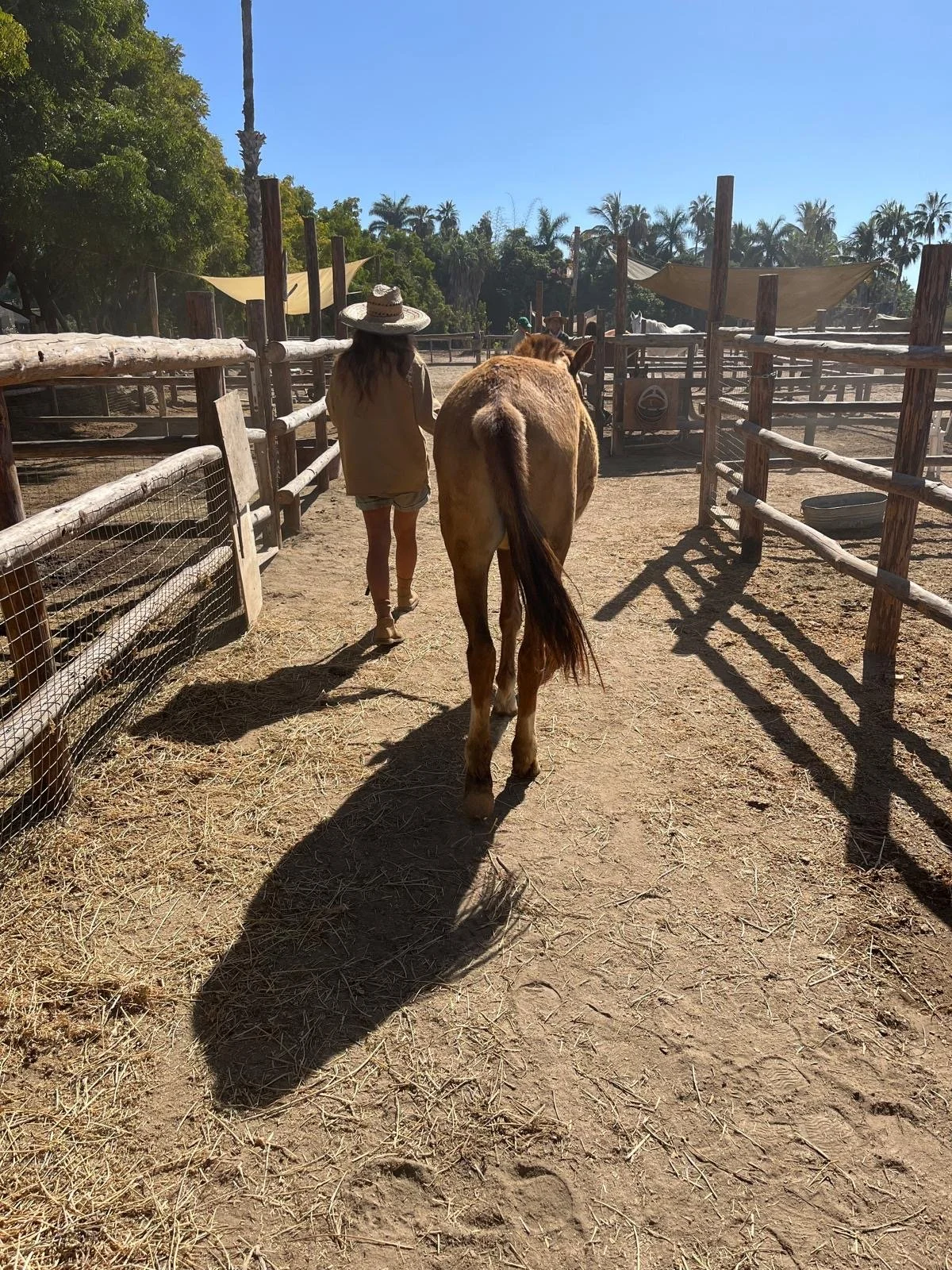 Nina Innerland Threshold Rescue Horses.JPG