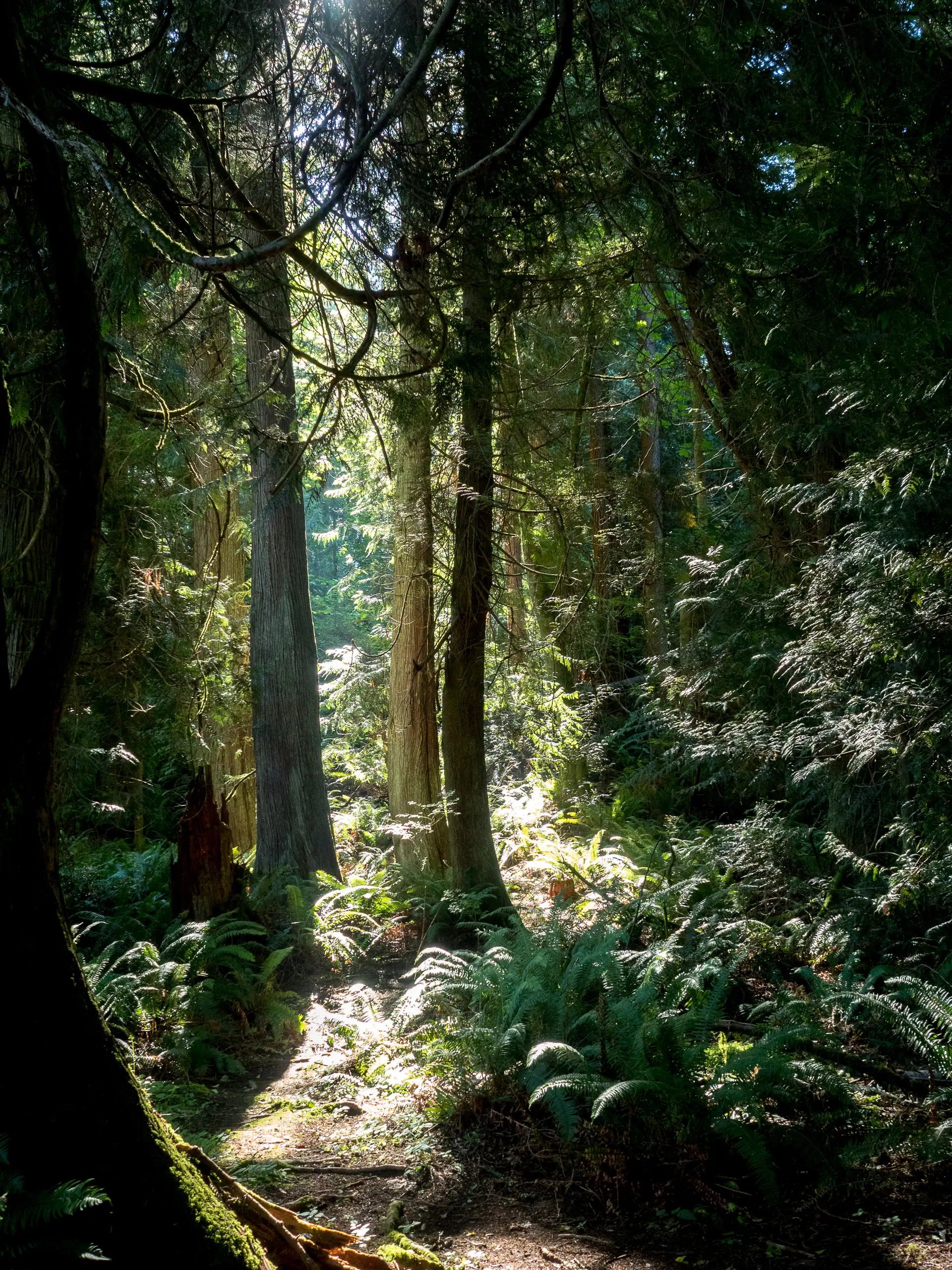 Harper Hill PNW Forest Retreat.jpeg