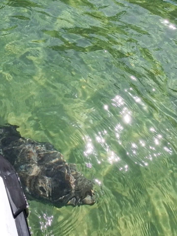 This is how you do the full island 🌊🔥

Our guided adventure ticked every single box today&hellip; wildlife encounters, crystal-clear water, hidden coves, open ocean, and a crew that knows how to do it right.

Find me a better day on the water&helli