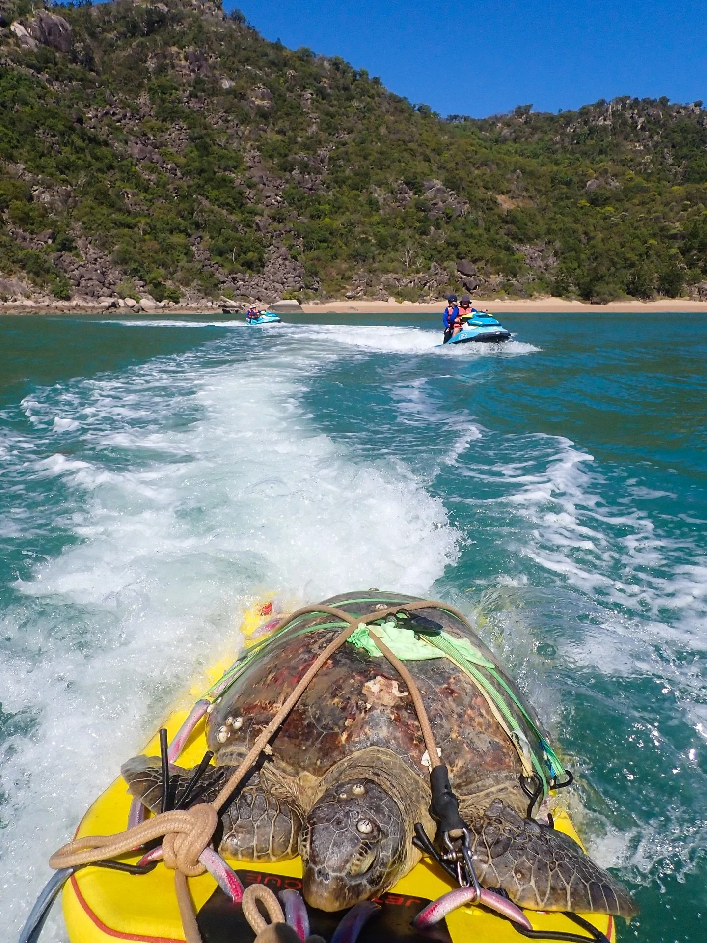 Today&rsquo;s tour was unreal, but the highlight wasn&rsquo;t the conditions or the scenery.

At our last stop in Maud Bay, we spotted a green sea turtle on the beach. At first we thought she might just be sunbaking, but it quickly became clear somet