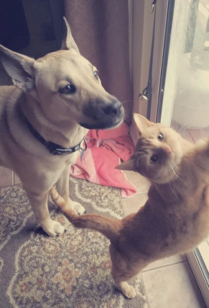 A tan dog with a black collar and a ginger cat with green eyes sitting on a patterned rug near a glass door.