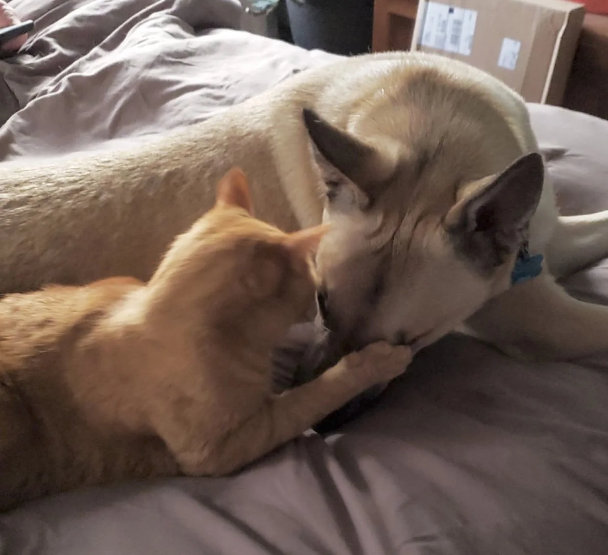 A ginger cat and a husky dog are lying on a bed, touching noses and appearing to be interacting lovingly.