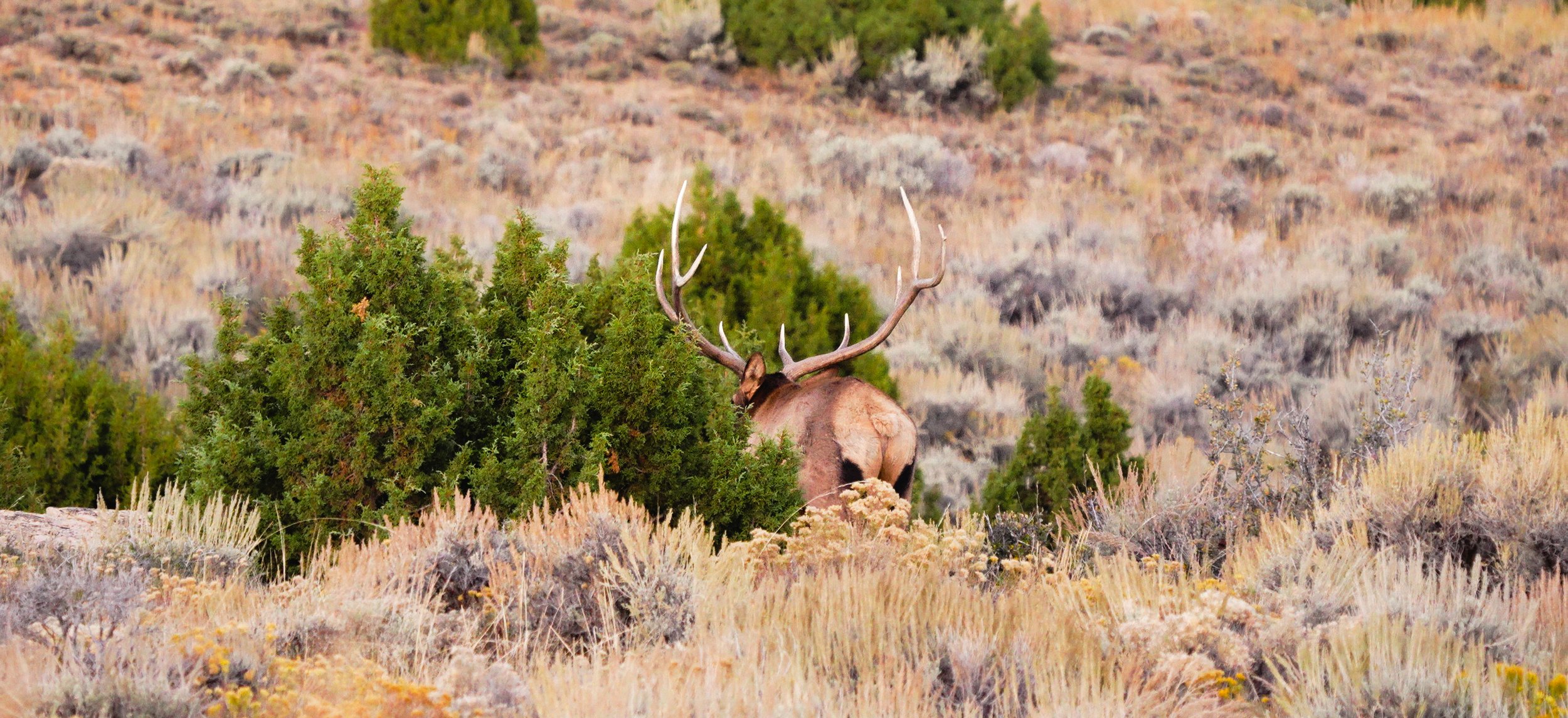 huntingframe13.jpg