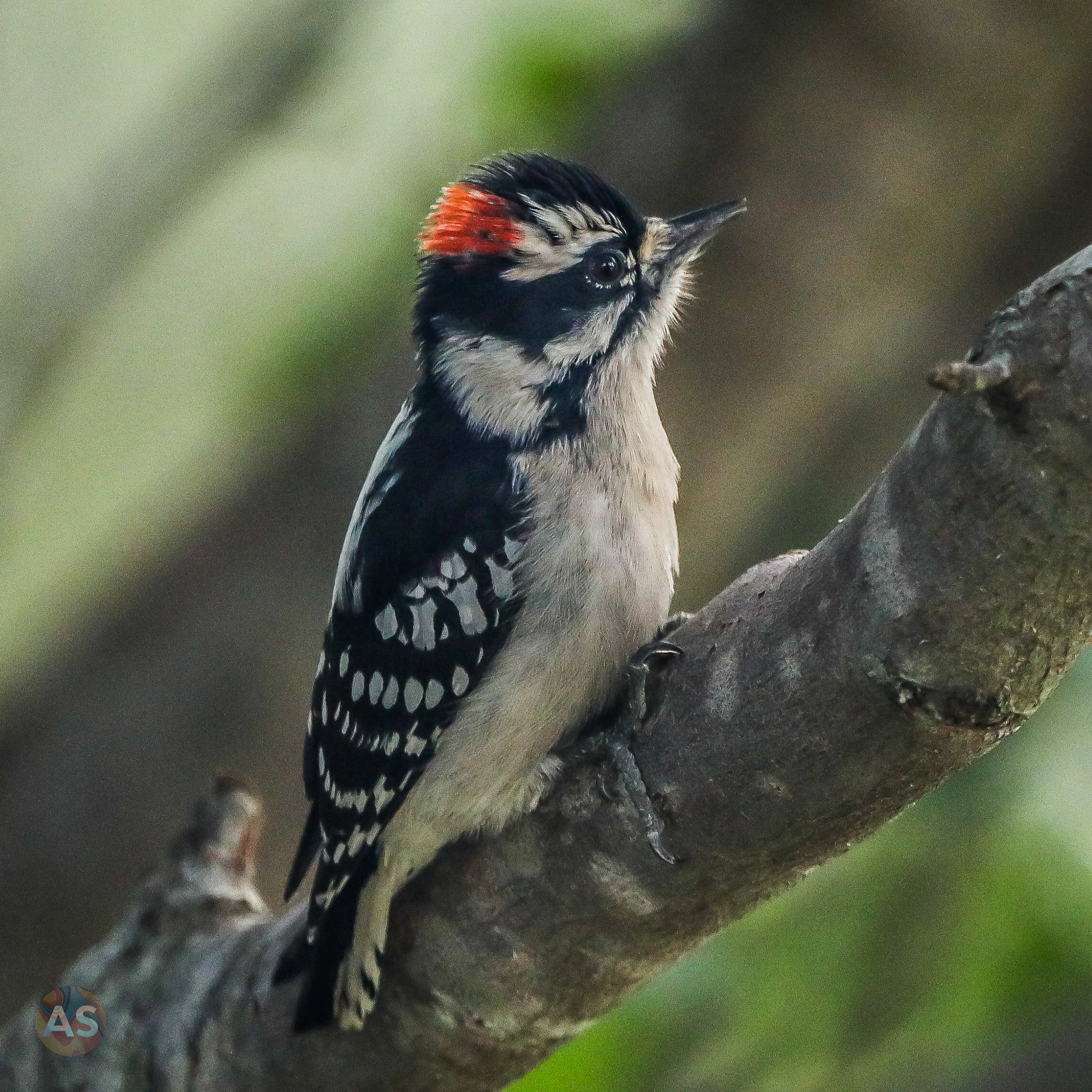 Adorable downy woodpecker 