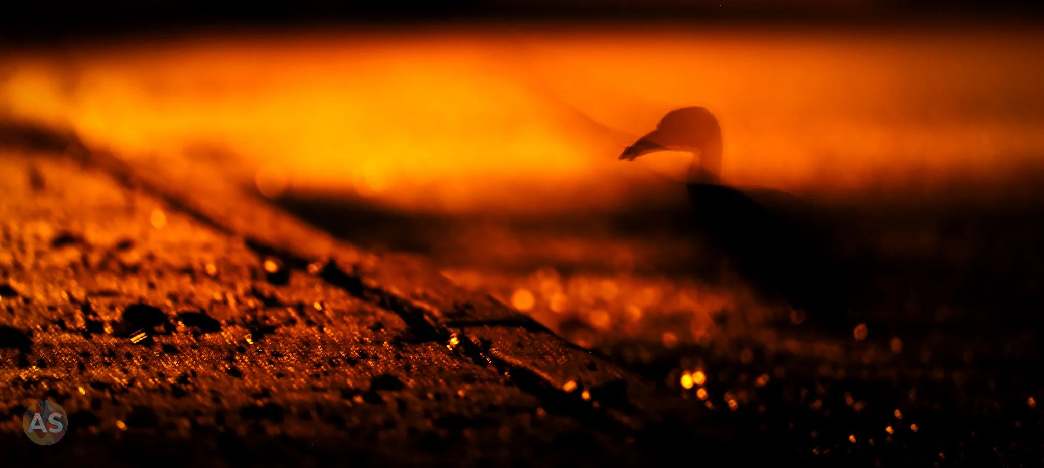 Yellow-crowned night heron silhouette 