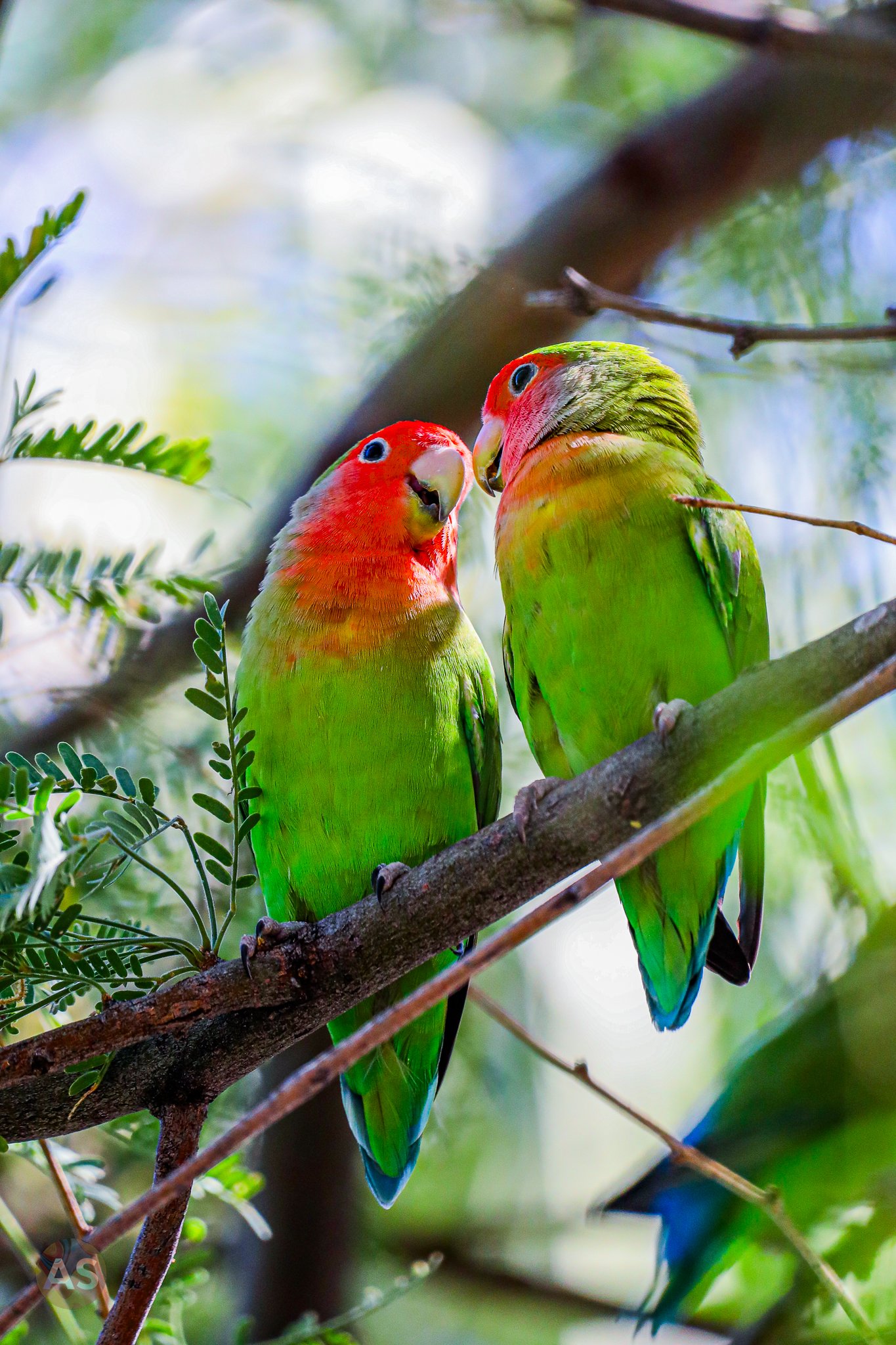 Rosy-faced lovebirds kissing