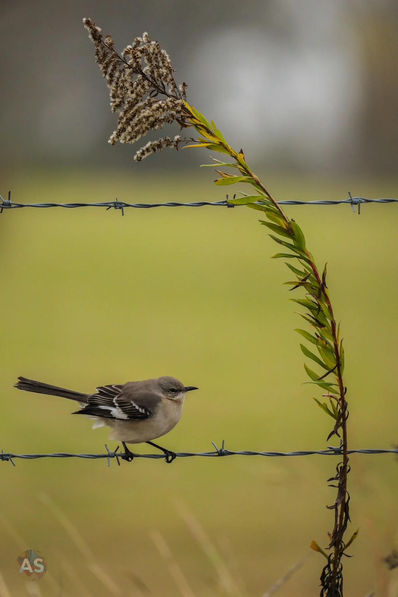 Northern mockingbird in the wind 