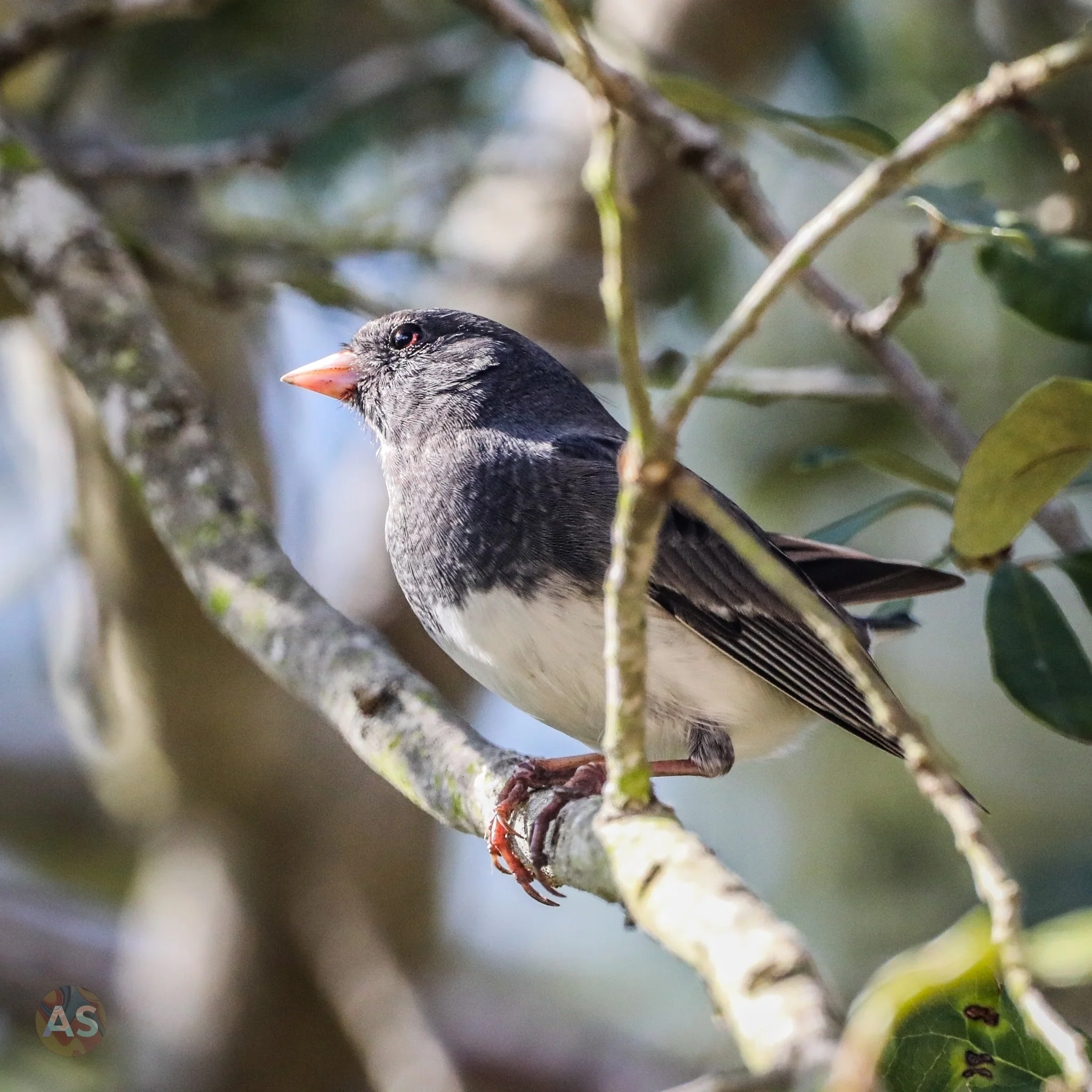 Dark-eyed junco on an oak branch 