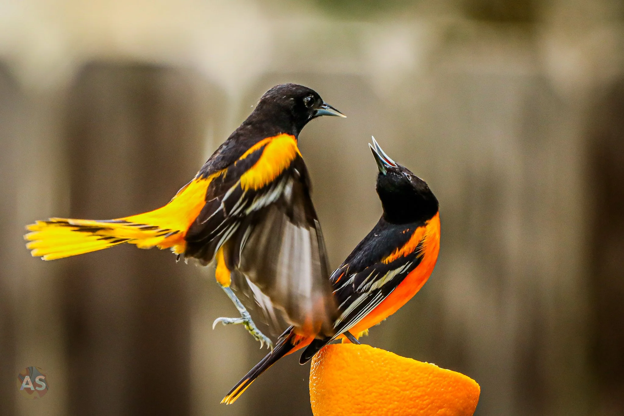 Baltimore orioles