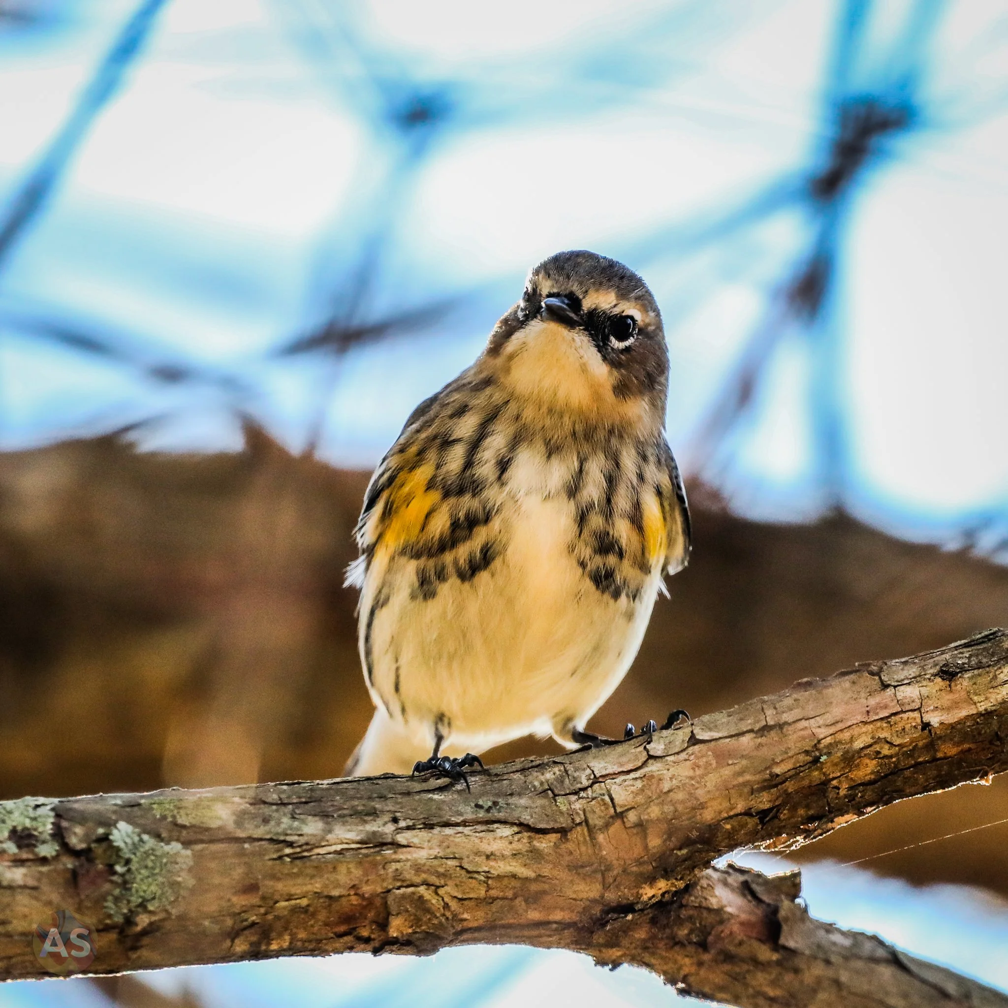 Yellow rumped warbler 