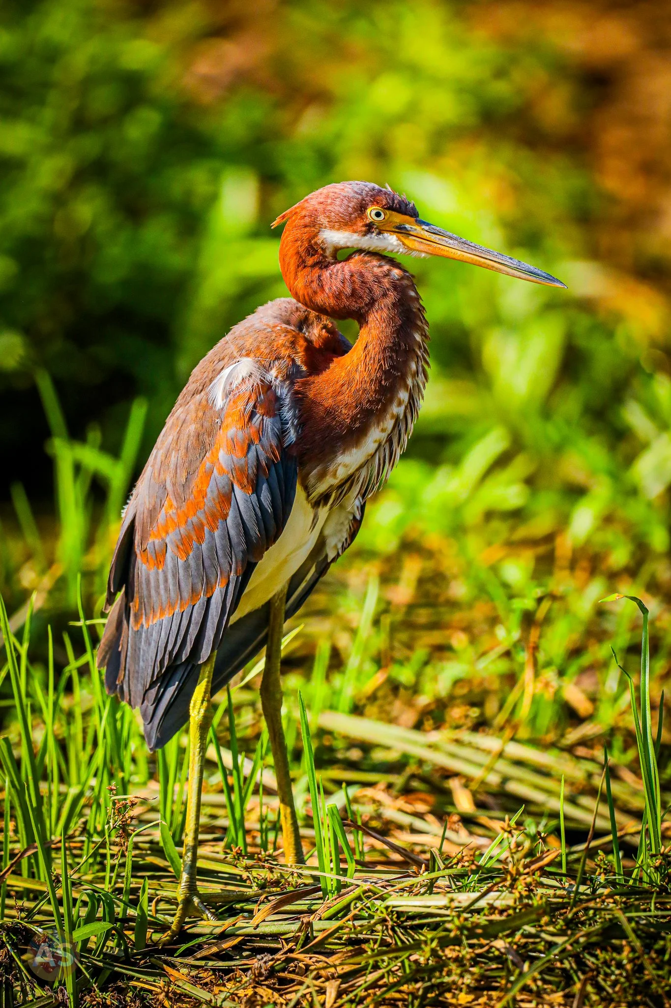 Tricolored heron 