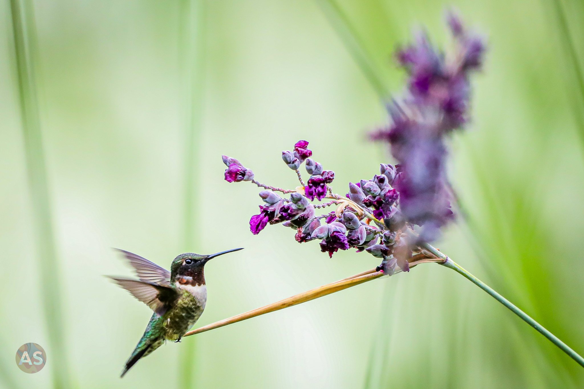 Ruby-throated hummingbird beside purple flower 