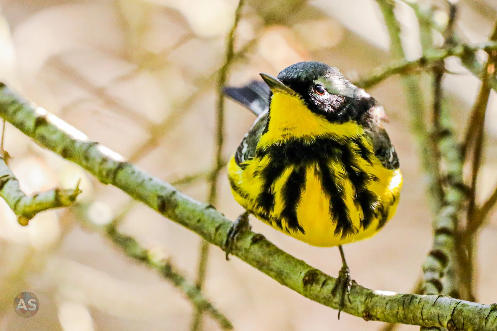 Magnolia warbler