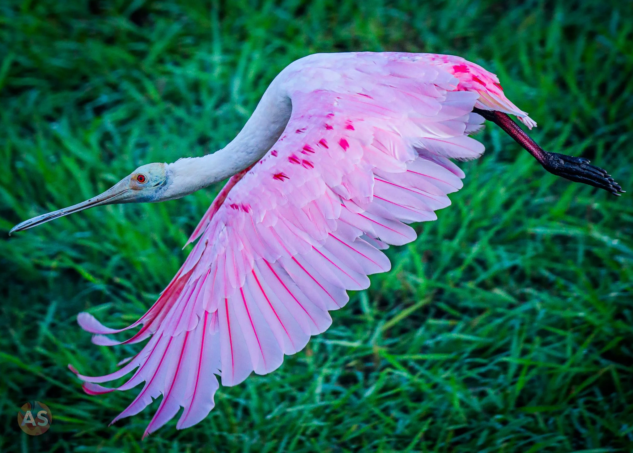 Roseate spoonbill in flight