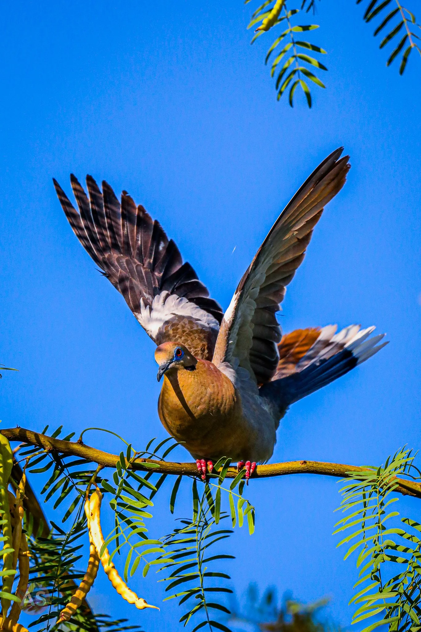 White-winged dove