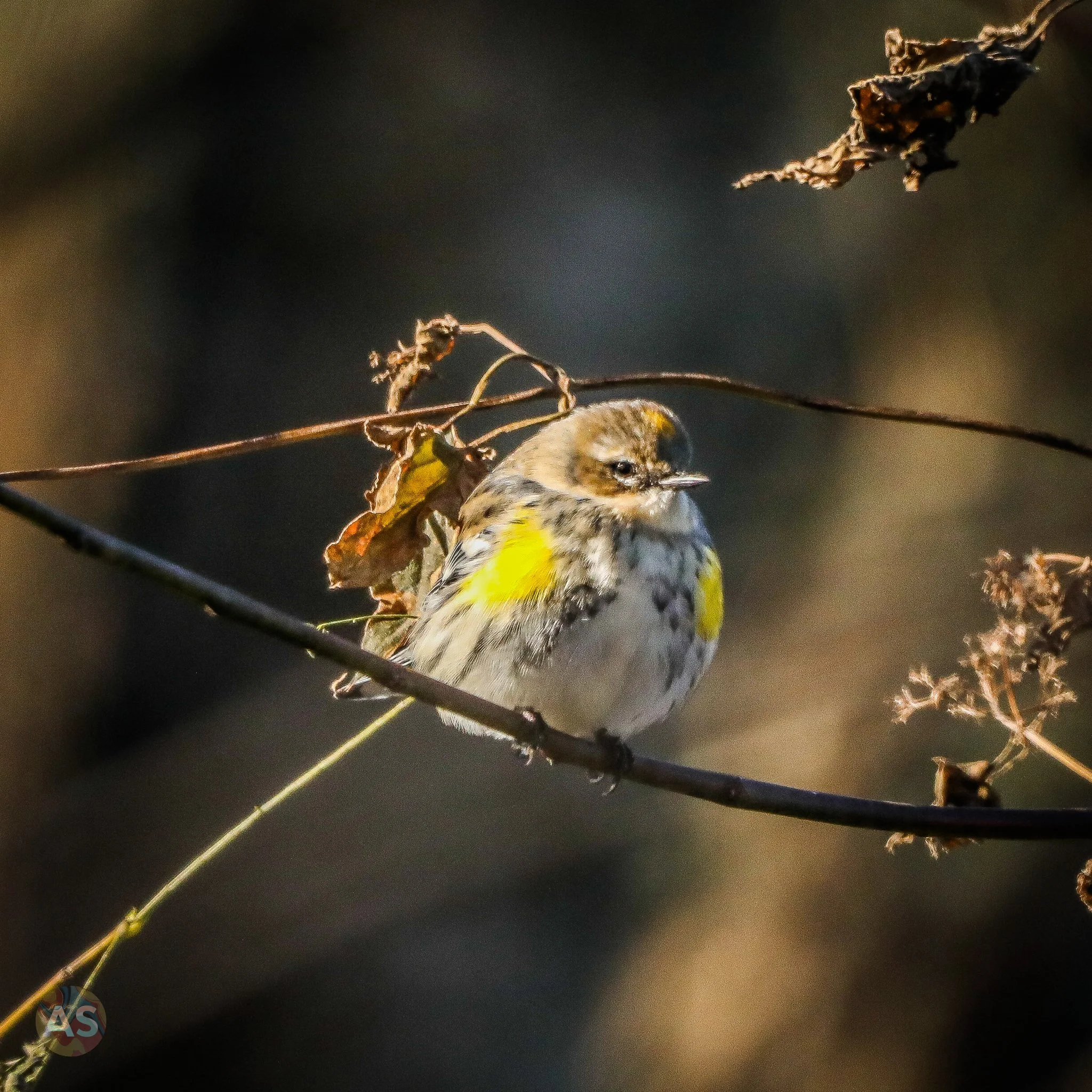 Puffed up yellow rumped warbler 