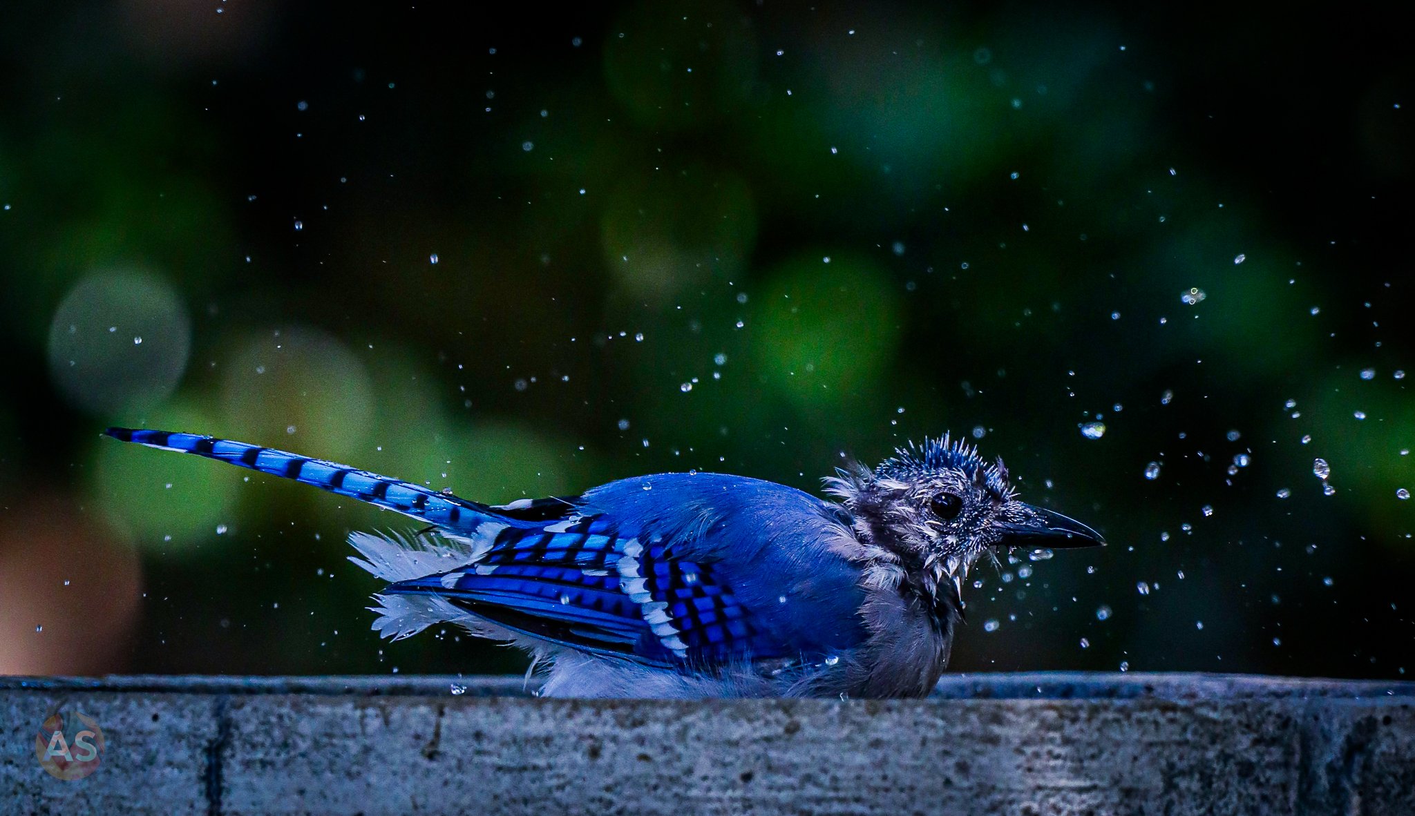 Blue jay taking a bath