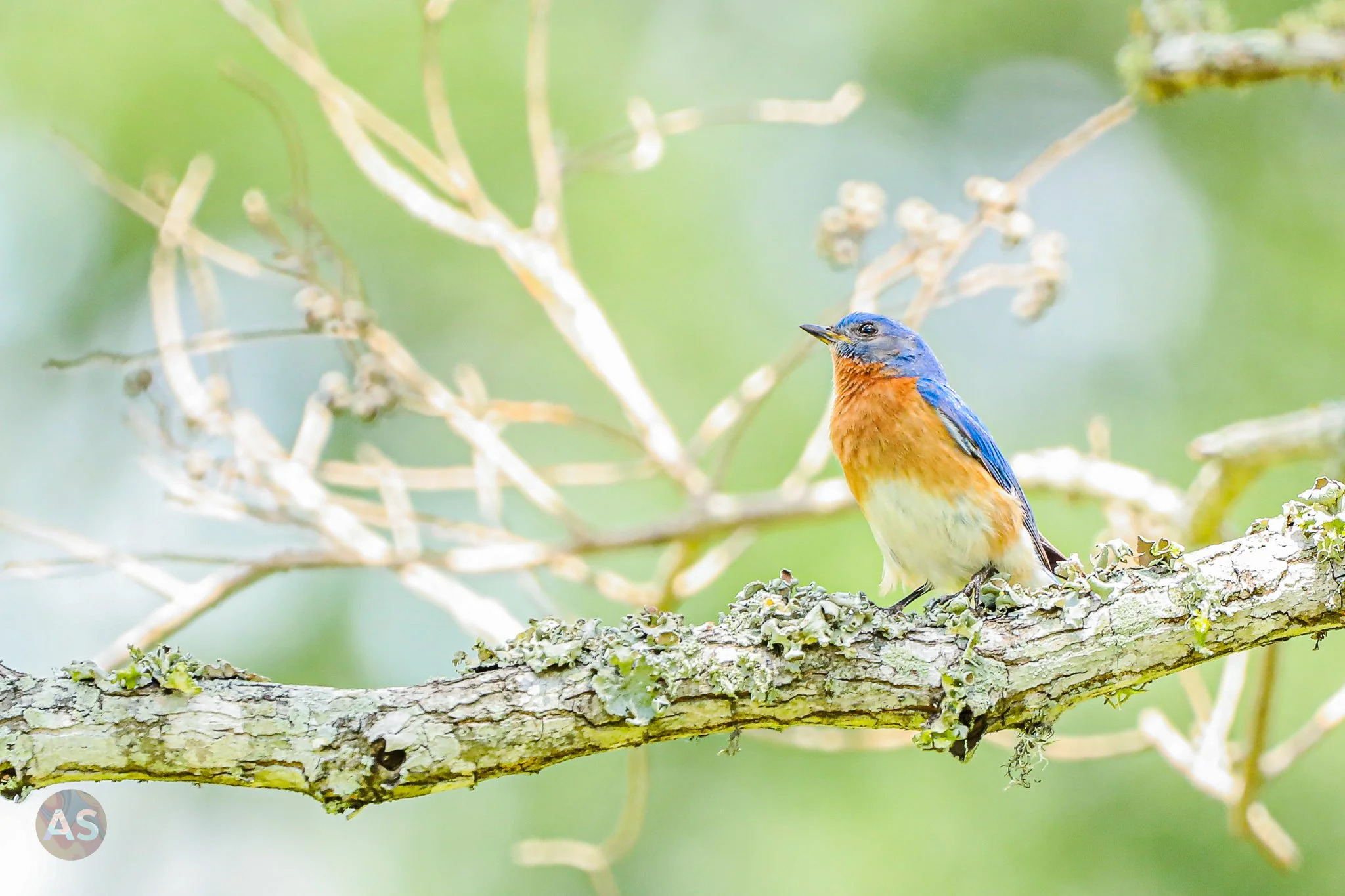 Eastern bluebird on a branch 