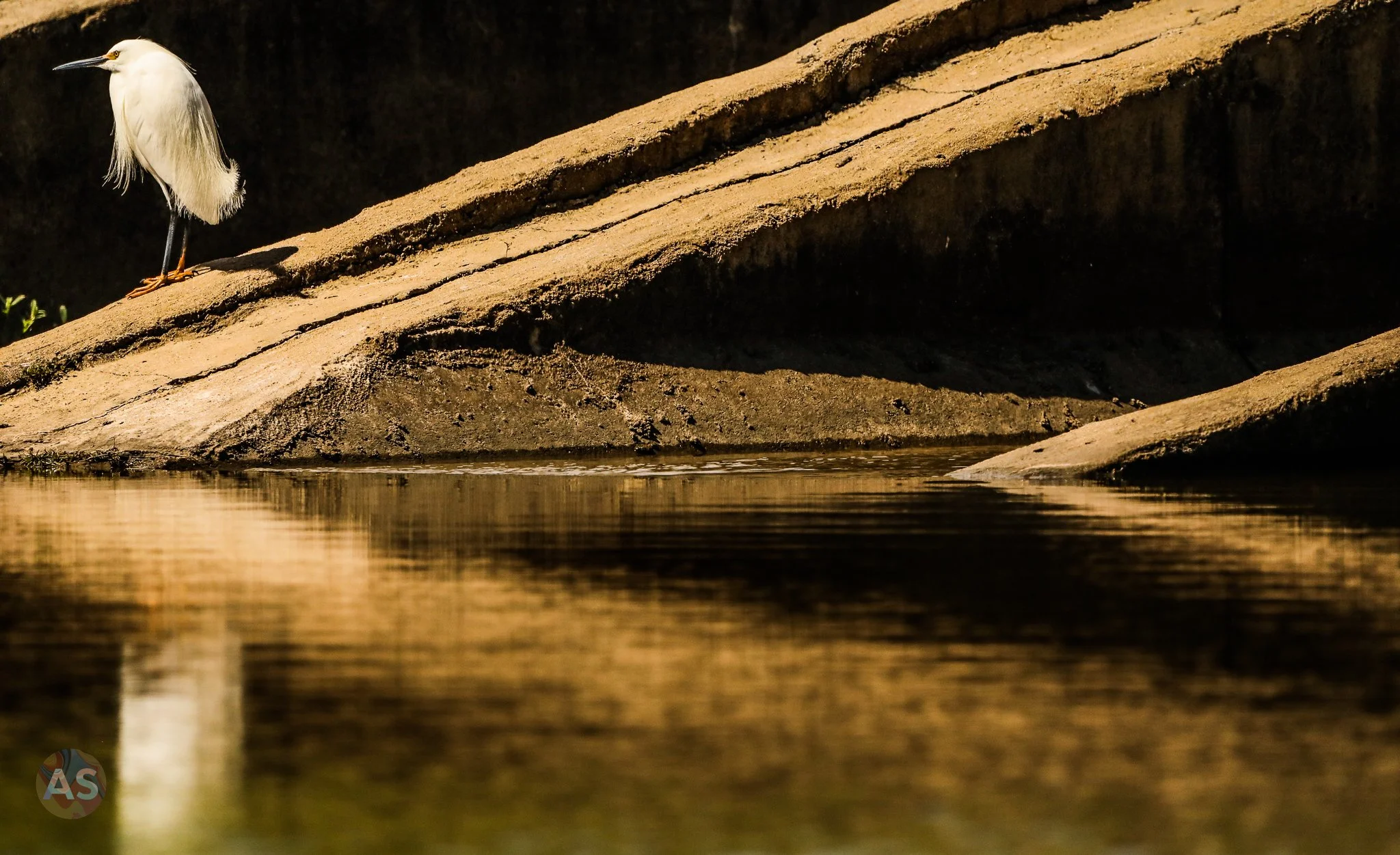 Lonely snowy egret on concrete structure 