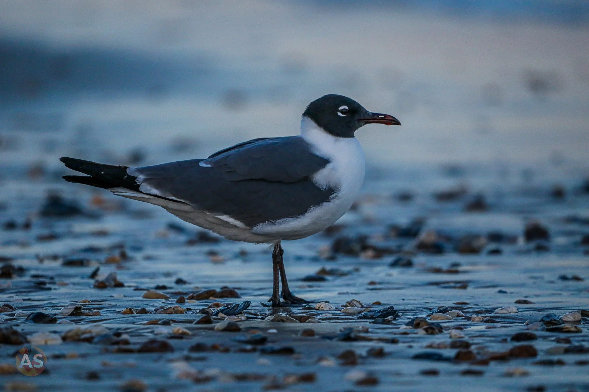 seagull on the beach at sunset 