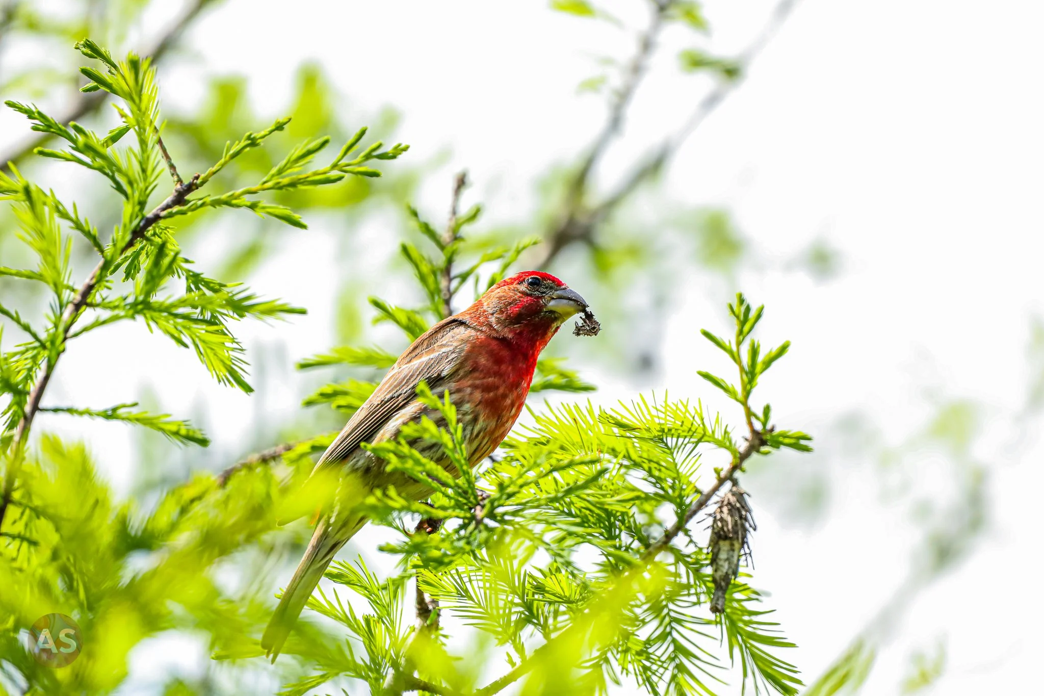 House finch 