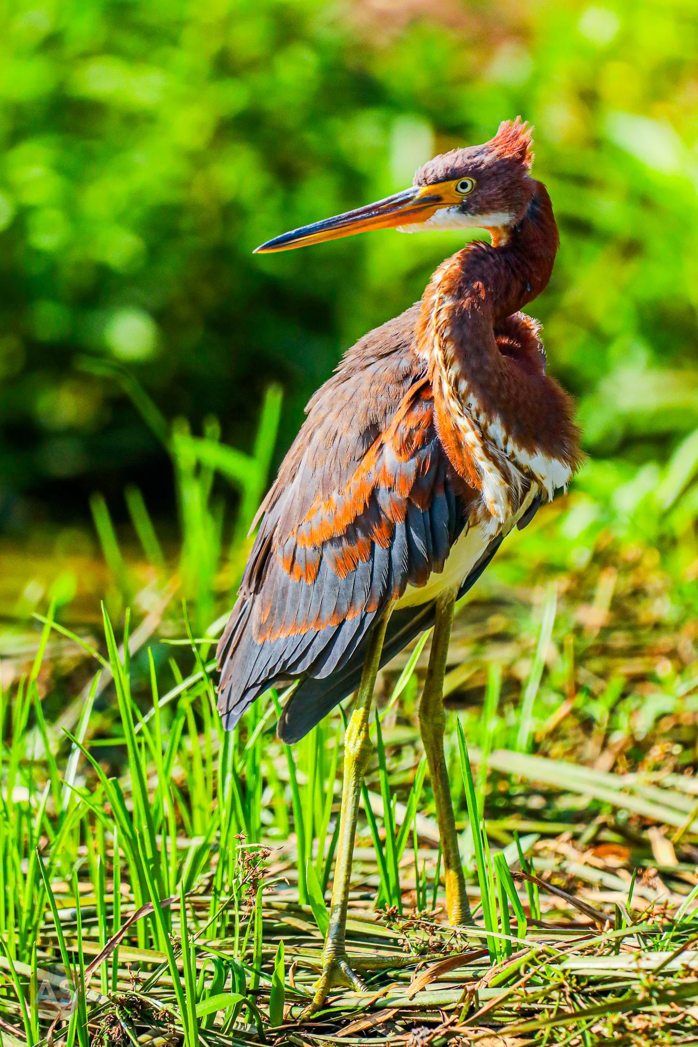 Tricolored heron 