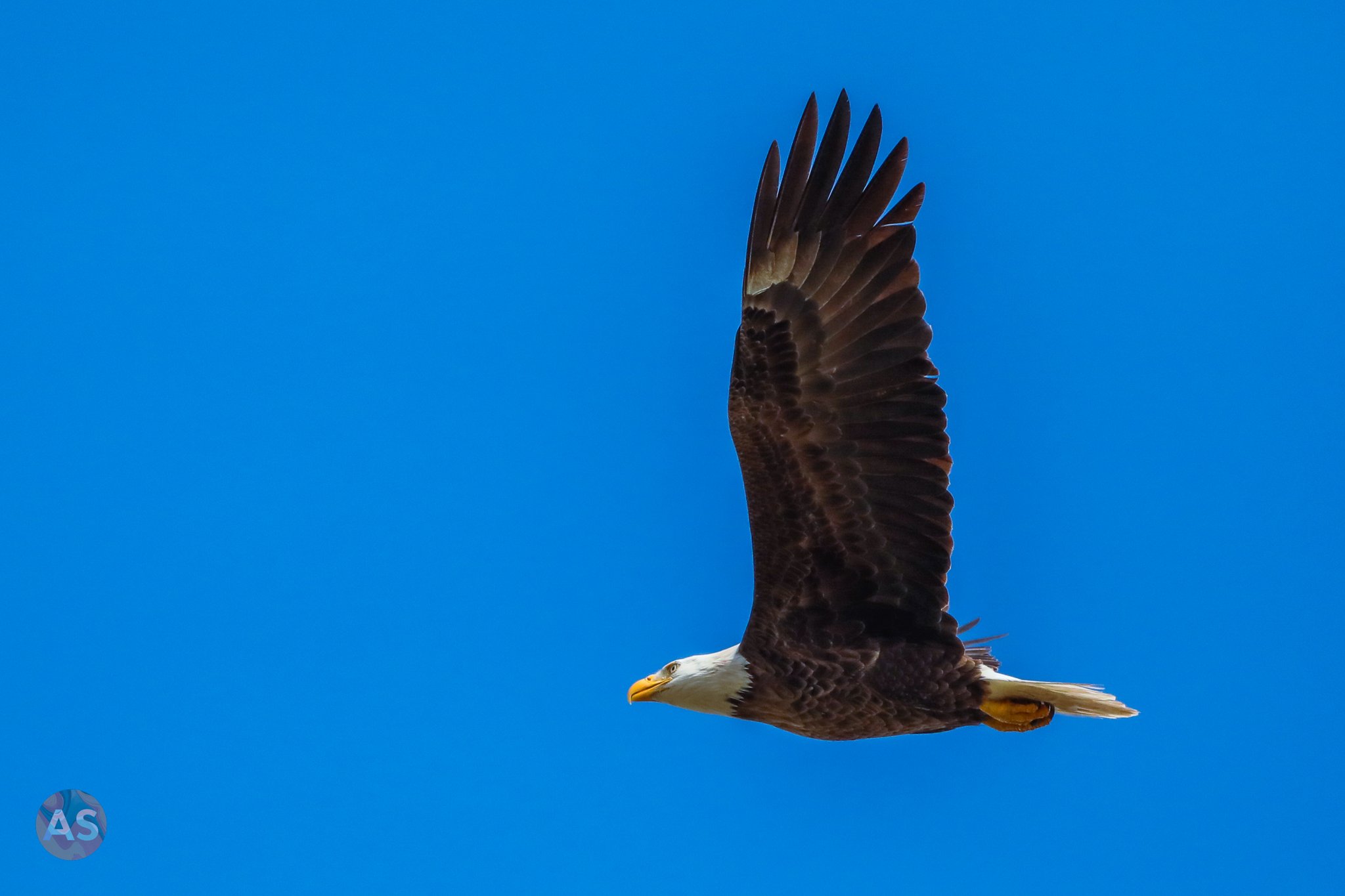 Bald eagle in flight 