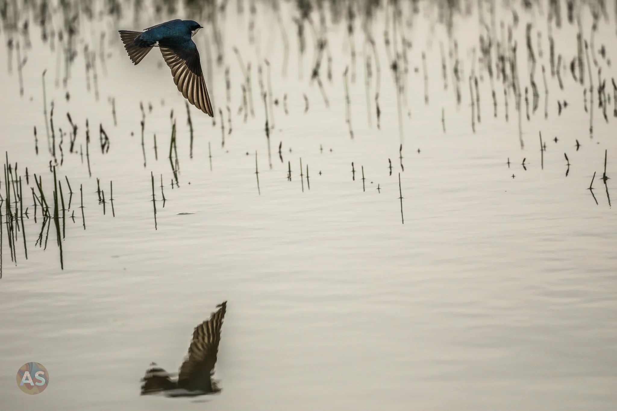 Tree swallow over water 