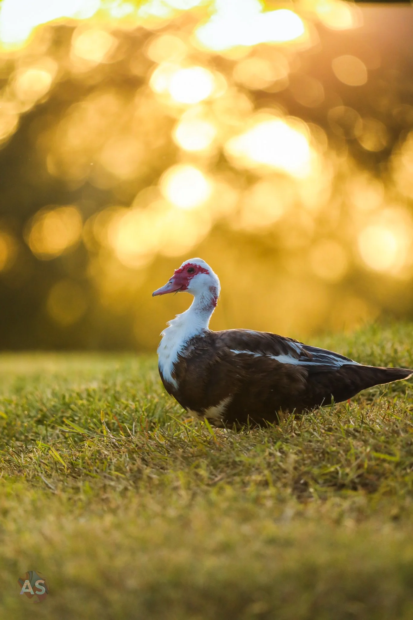 Muscovy duck 